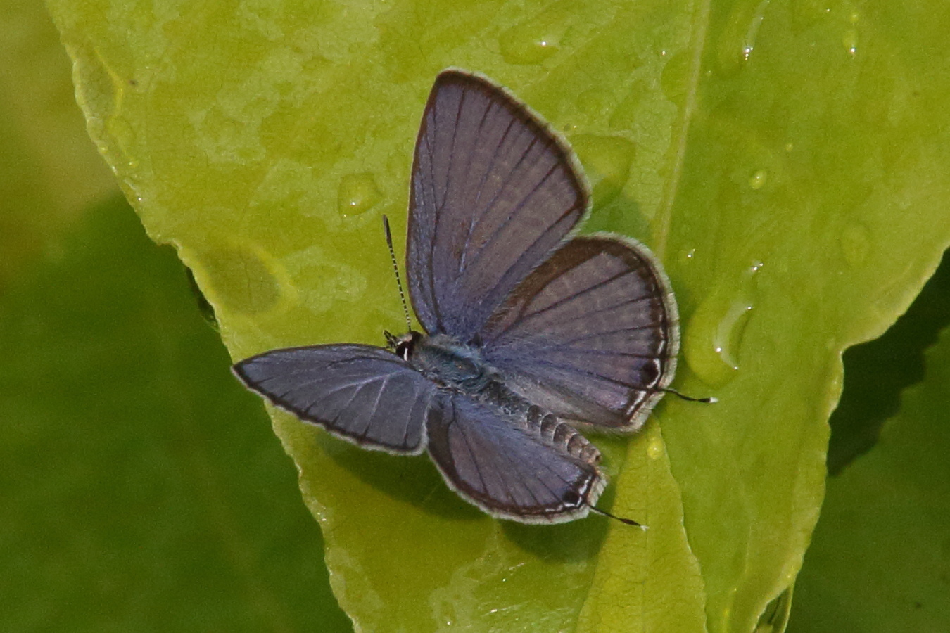 chilades_pandava_pandava4bd