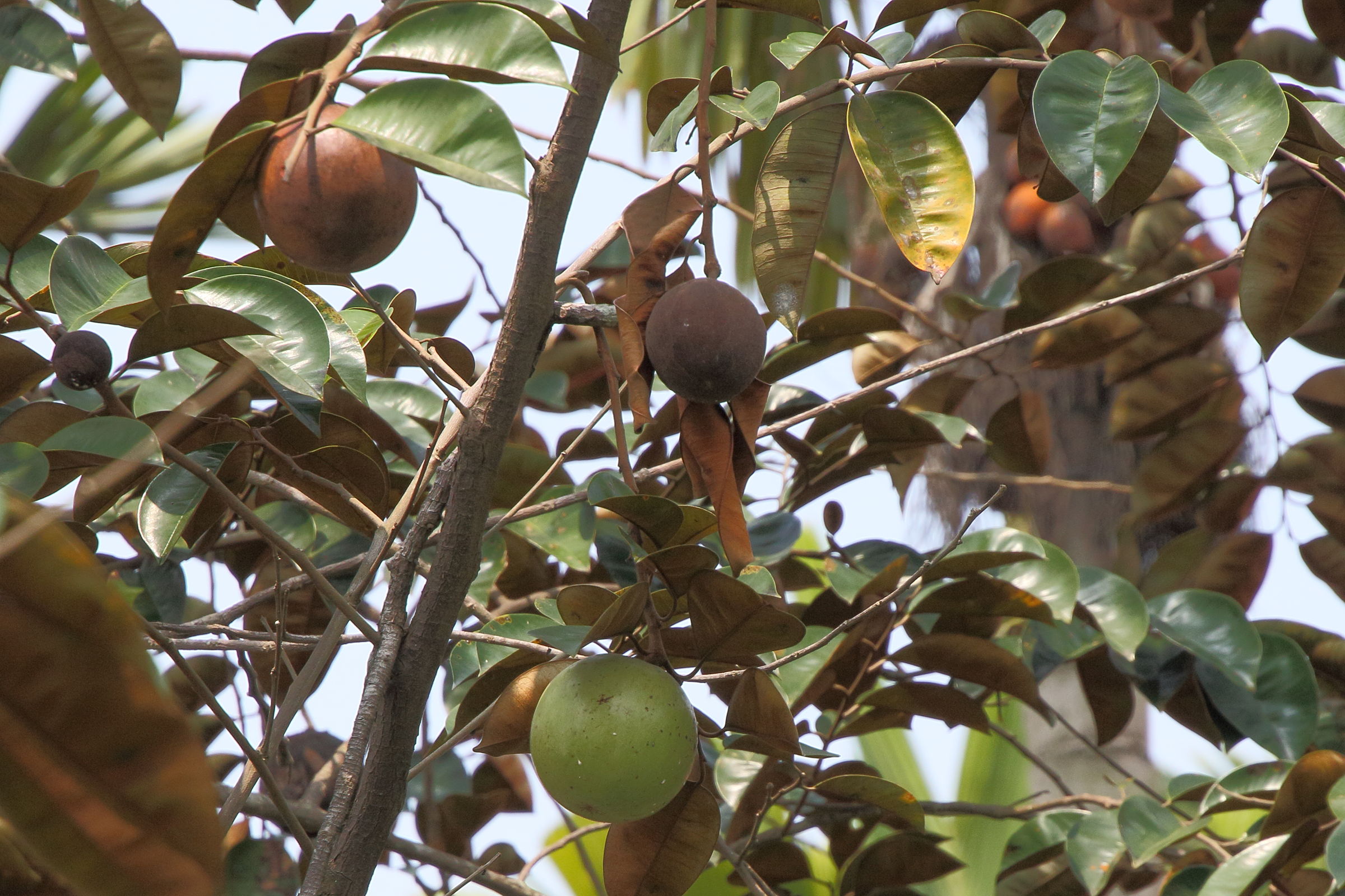 chrysophyllum_cainito9md