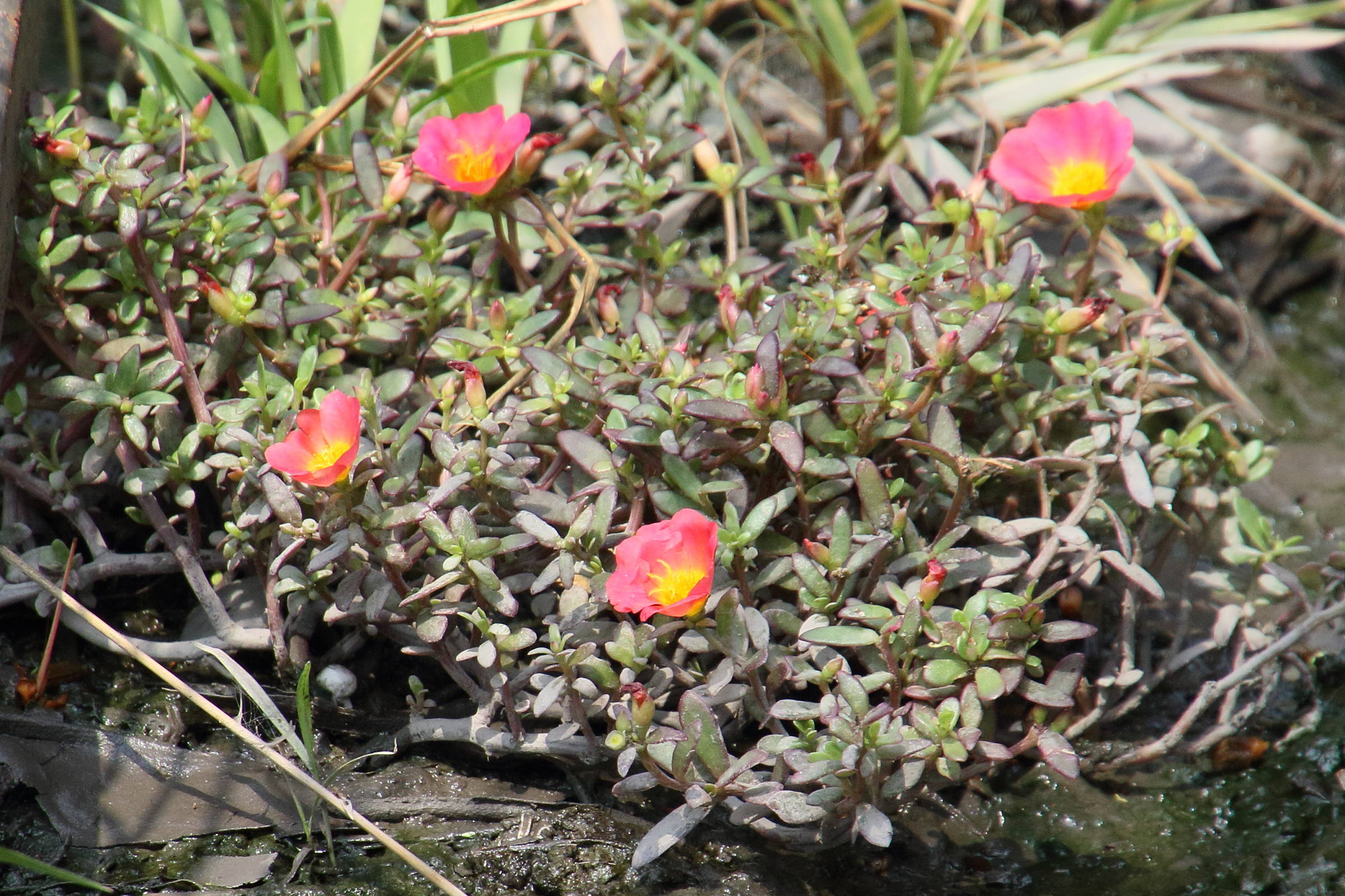 Afficher le média portulaca_grandiflora6bd portulaca_grandiflora6bd