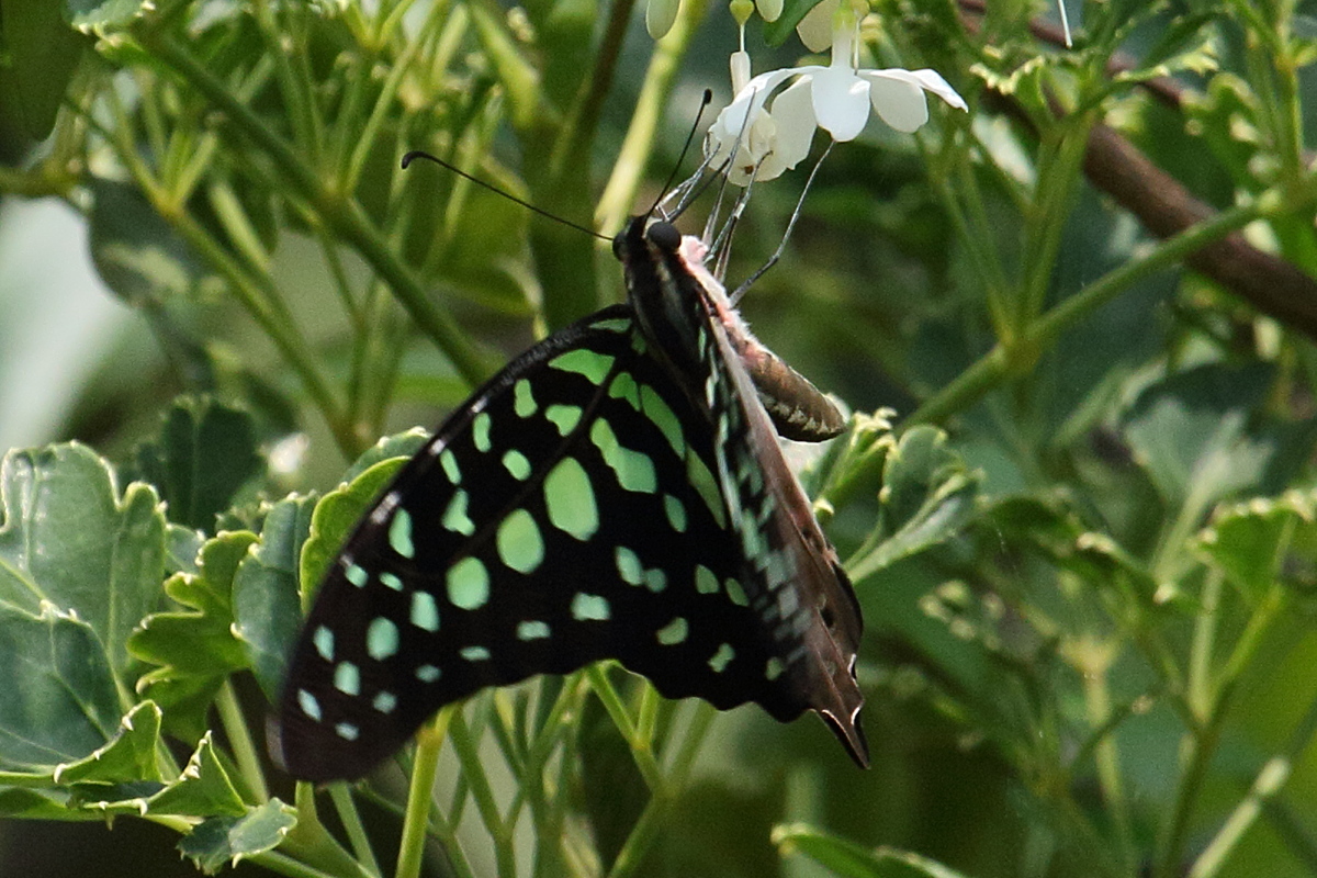 graphium_agamemnon7bd