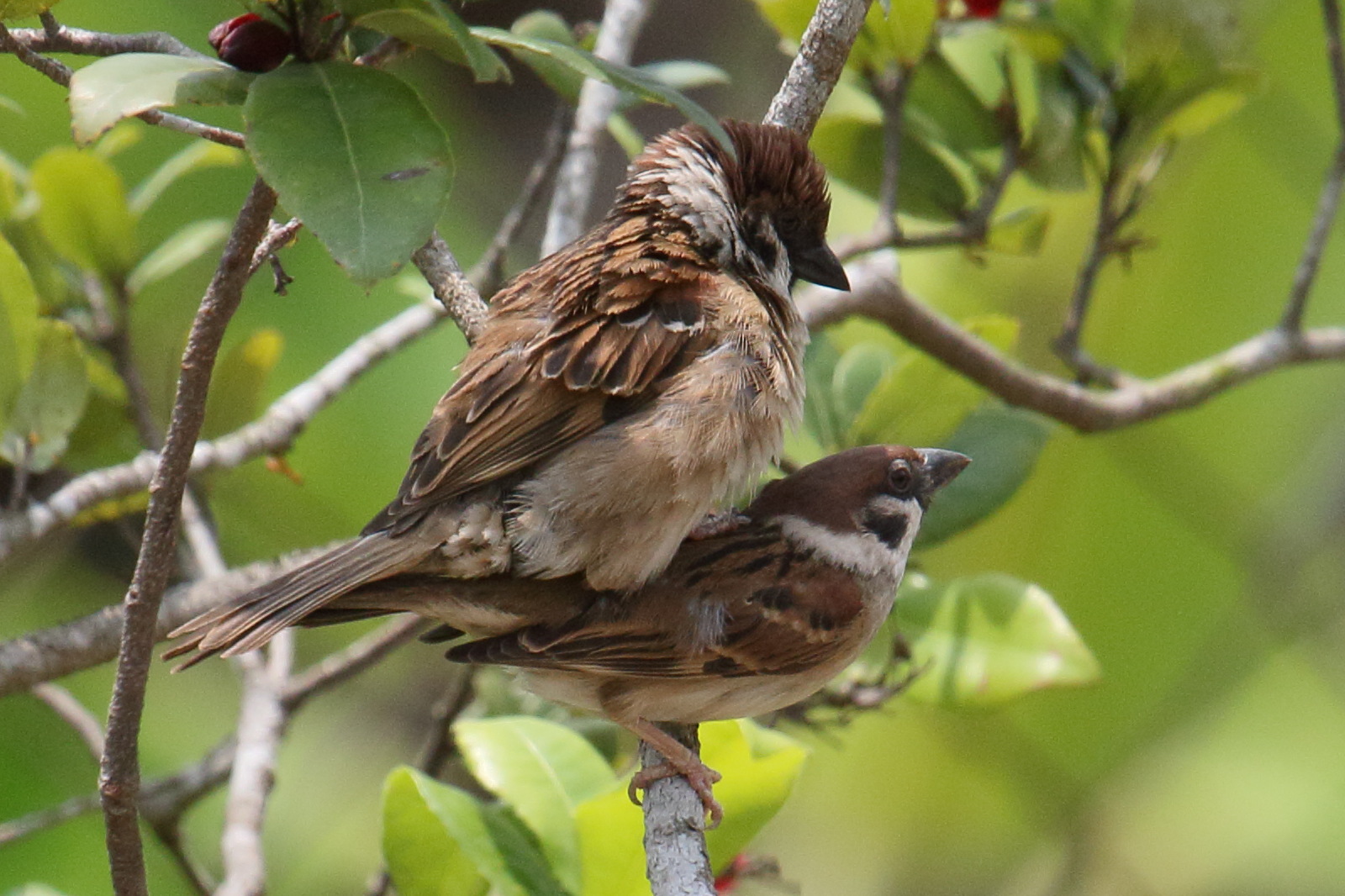 moineau_friquet_-_passer_montanus9bd
