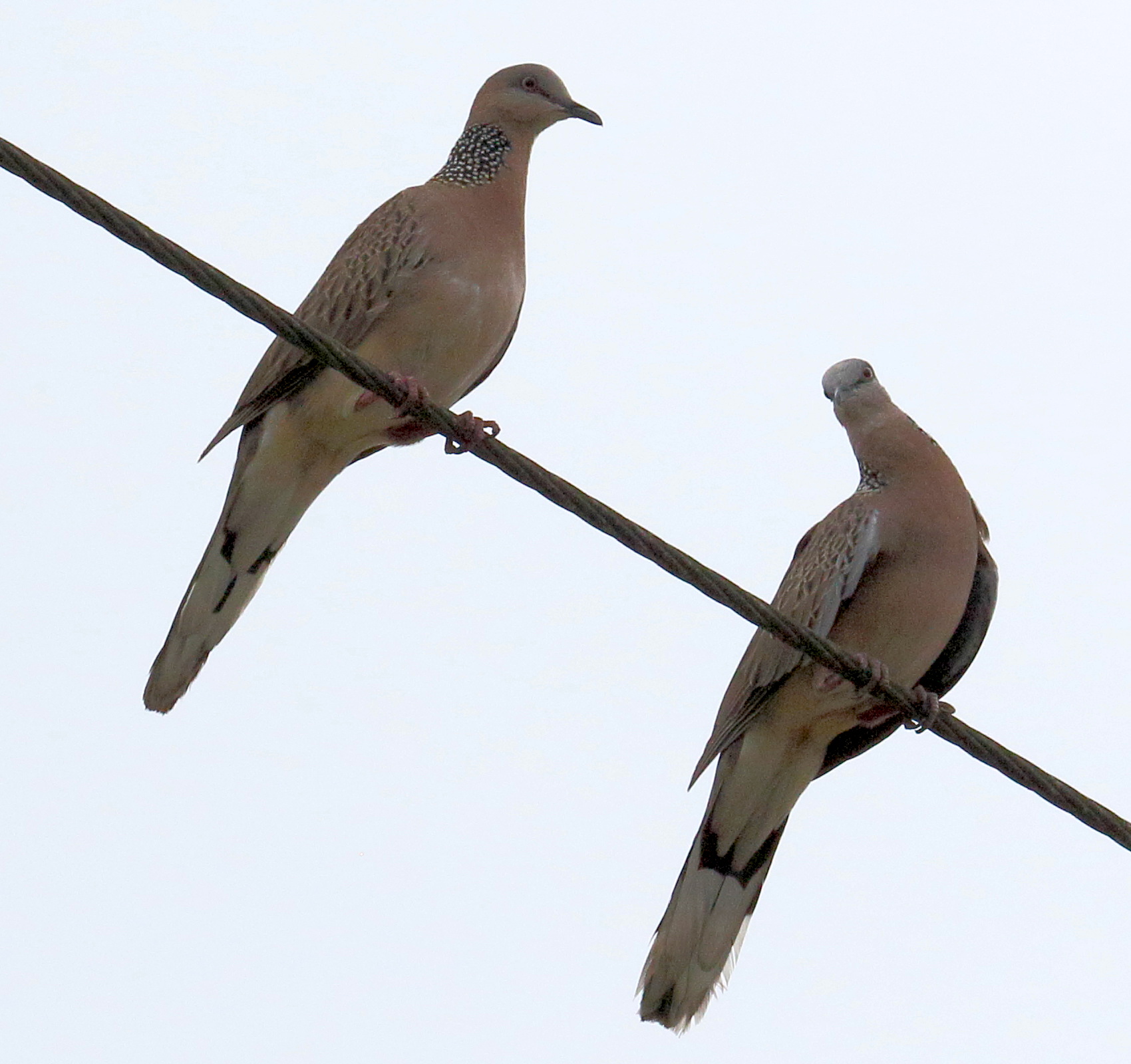 Afficher le média tourterelle_tigrine_-_streptopelia_chinensis3bd tourterelle_tigrine_-_streptopelia_chinensis3bd