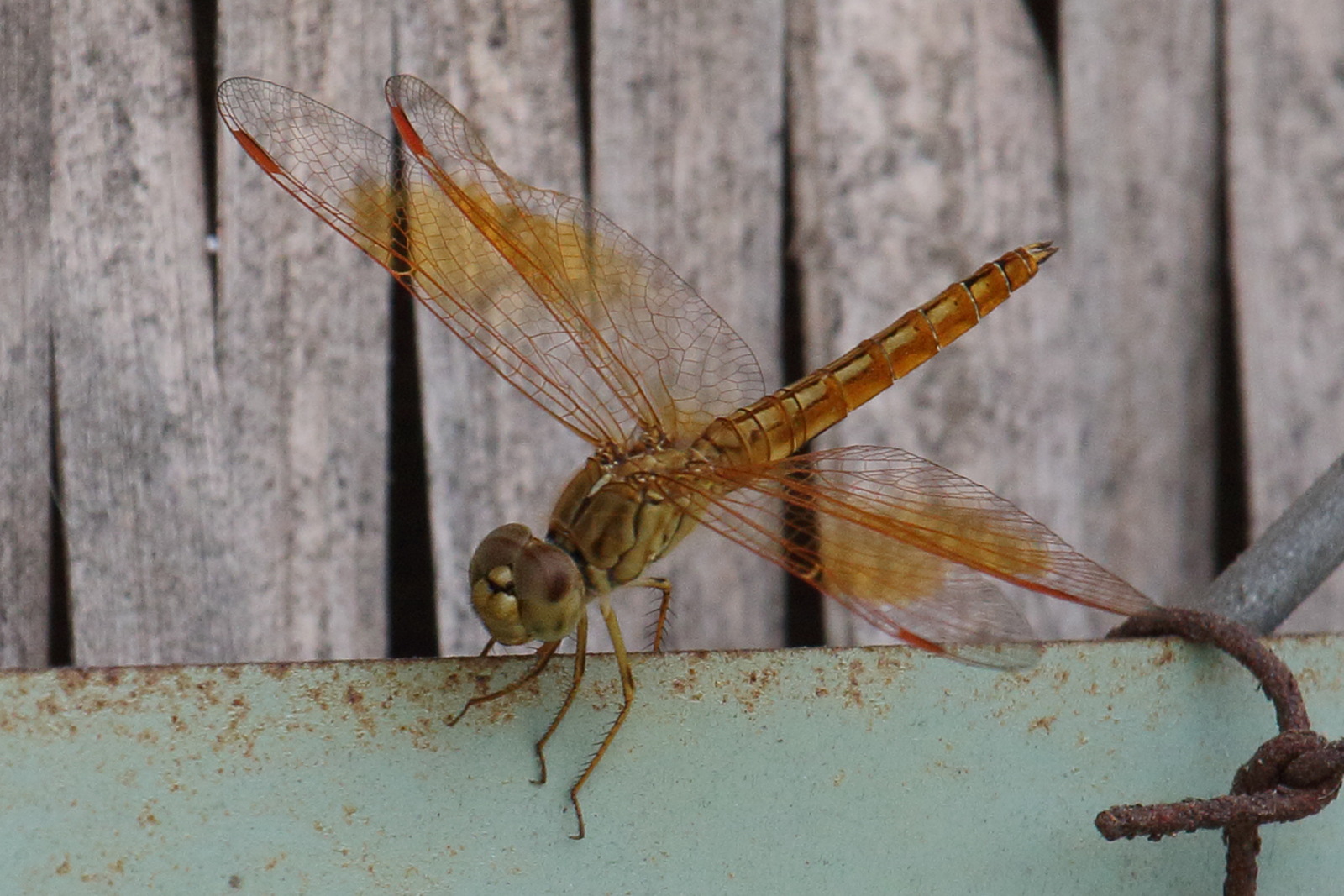 brachythemis_contaminata1bd