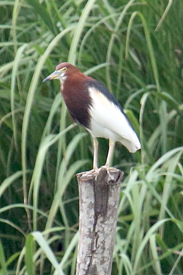 crabier_chinois_-_ardeola_bacchus1bd