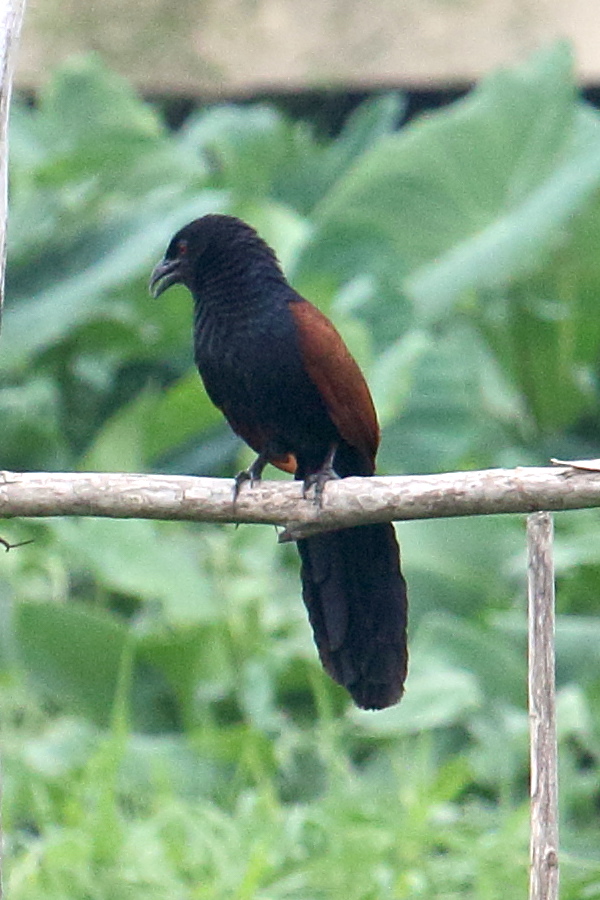 grand_coucal_-_centropus_sinensis1bd