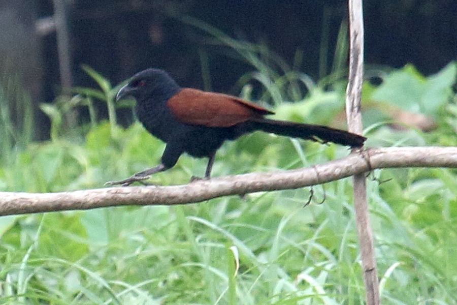 grand_coucal_-_centropus_sinensis2bd