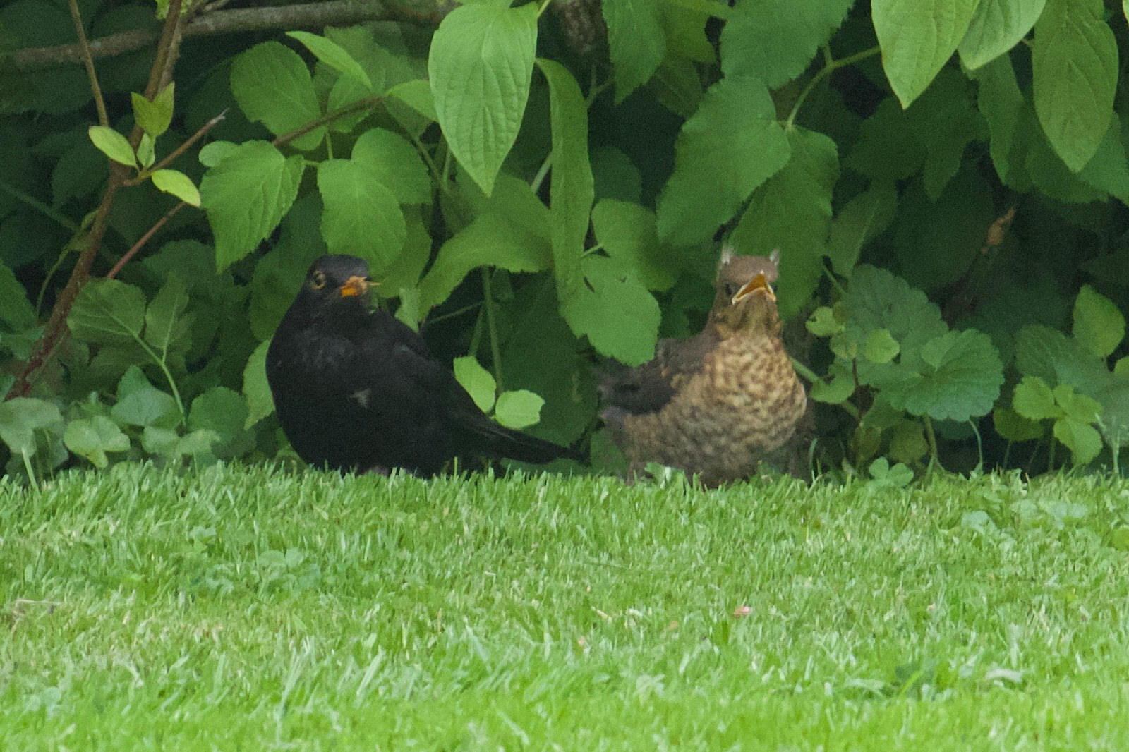 merle_noir_-_turdus_merula9bd