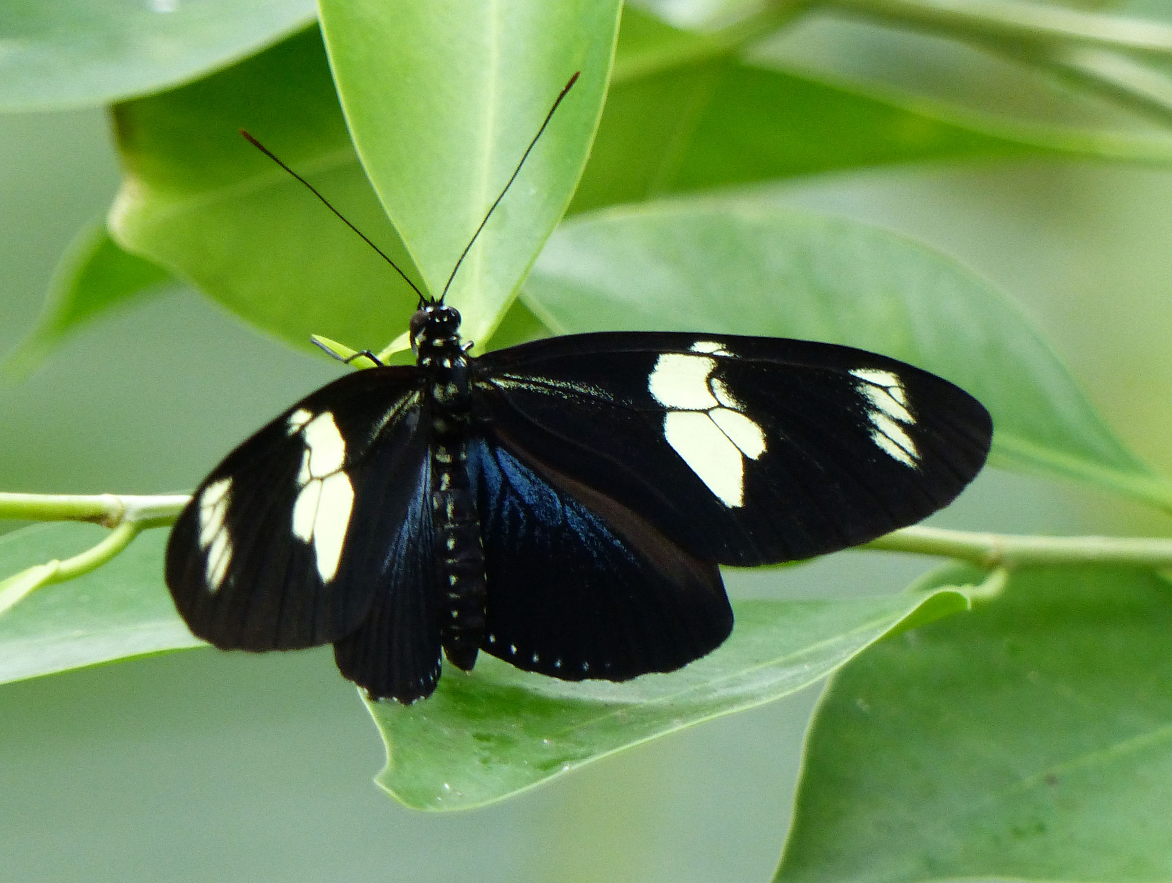 heliconius_sara2eh