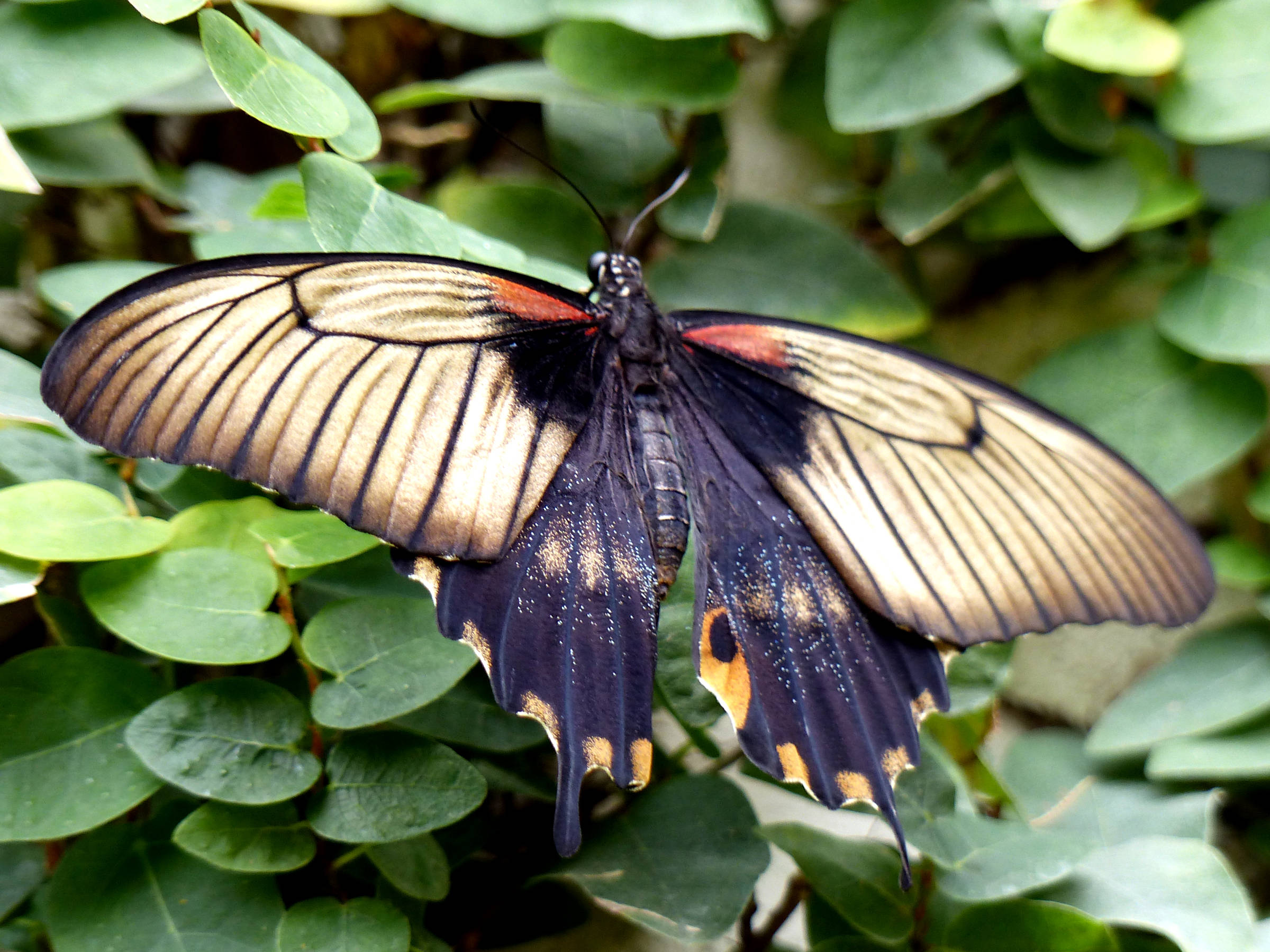 papilio_memnon5eh