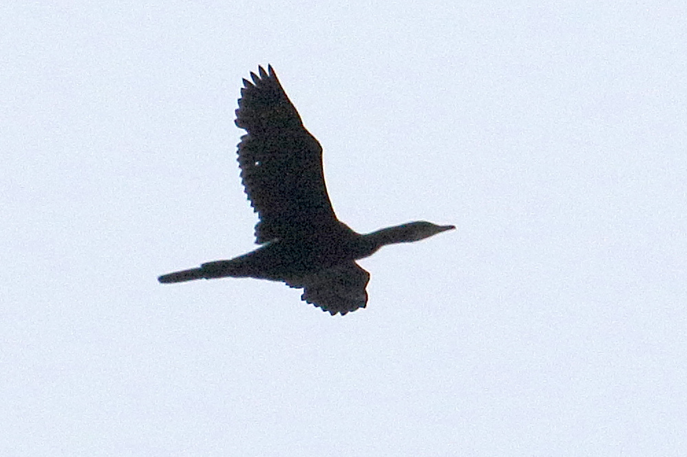 petit_cormoran_-_microcarbo_niger3bd