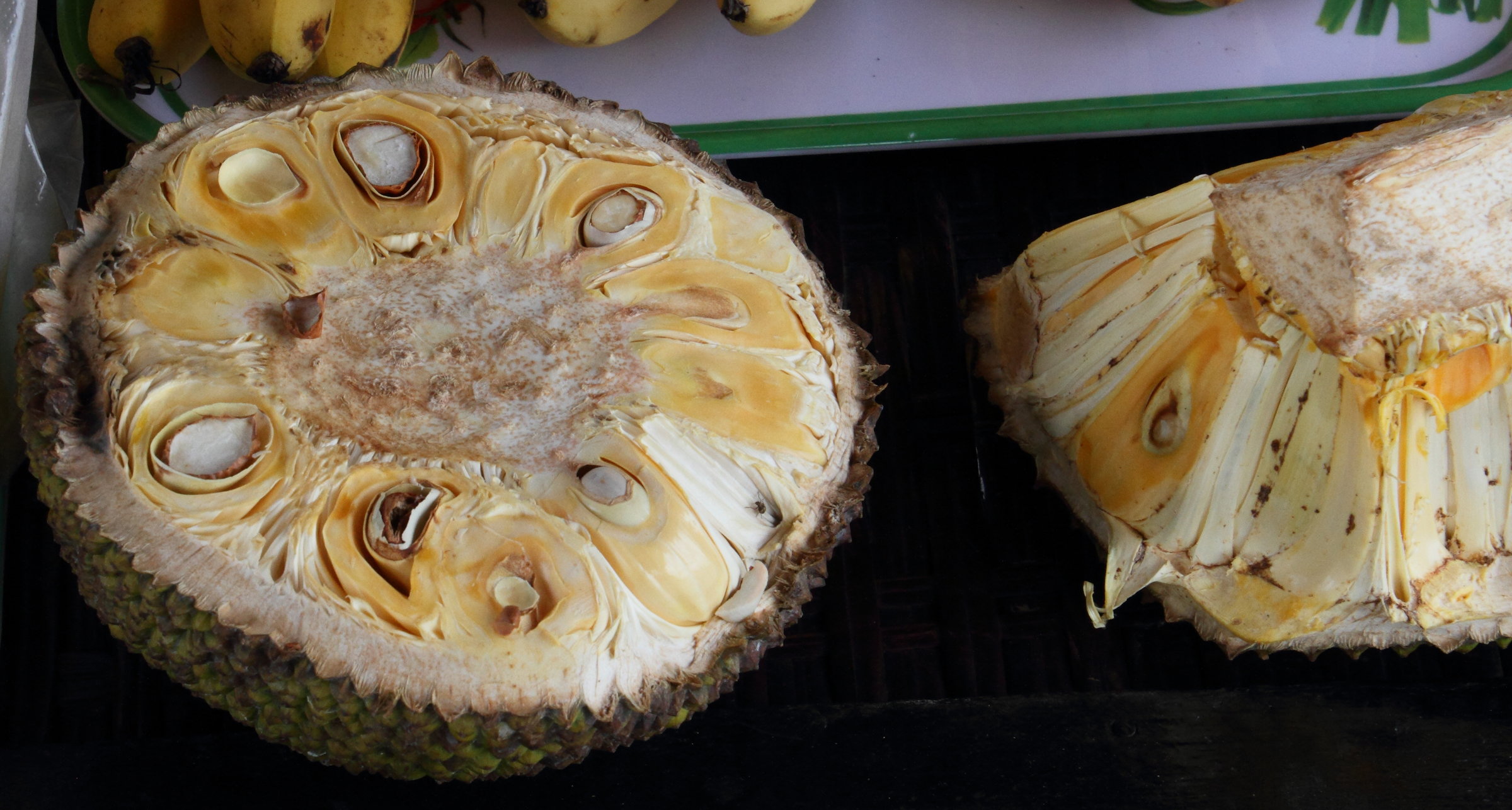 artocarpus_heterophyllus8md