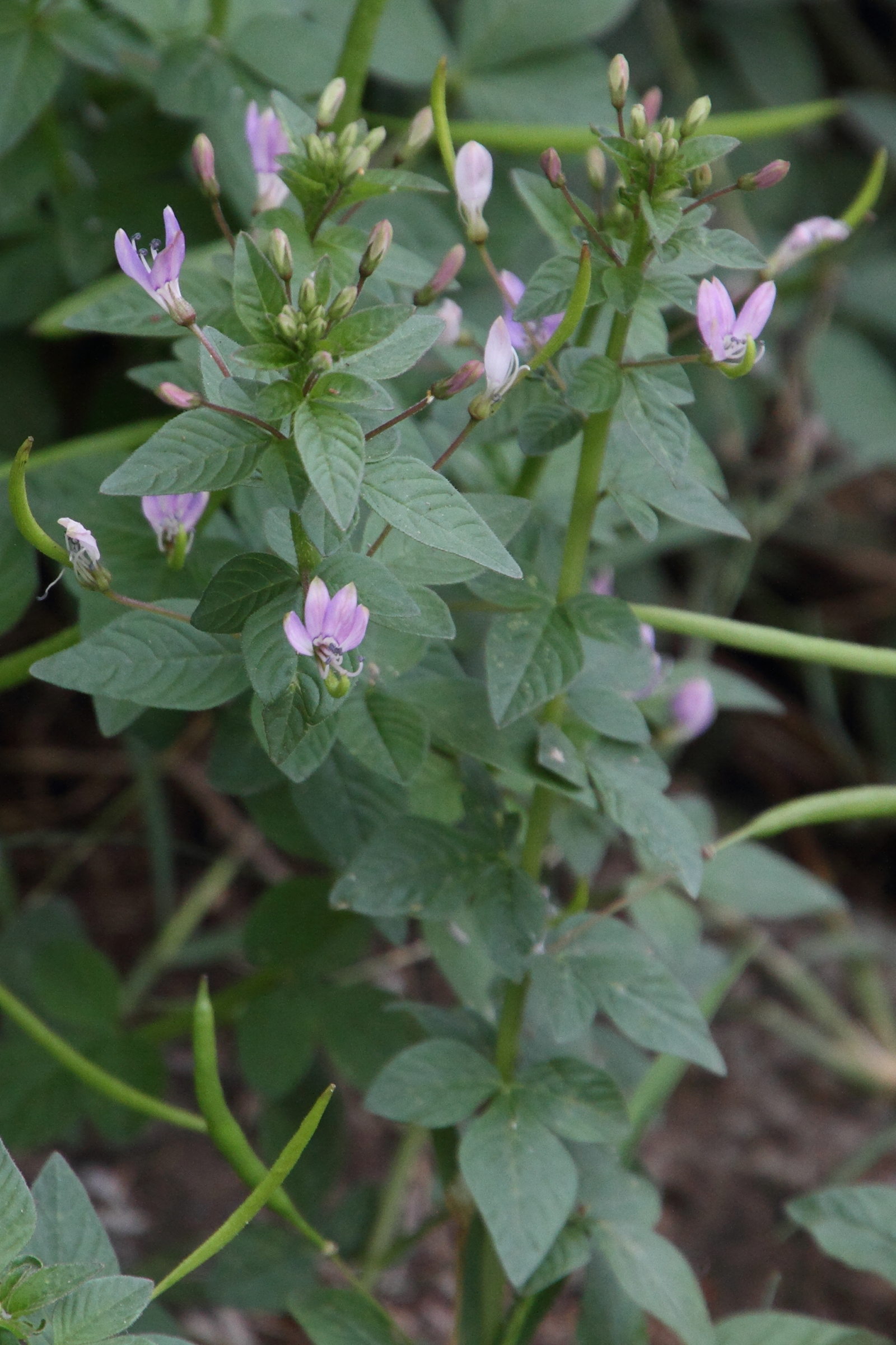 cleome_rutidosperma7md