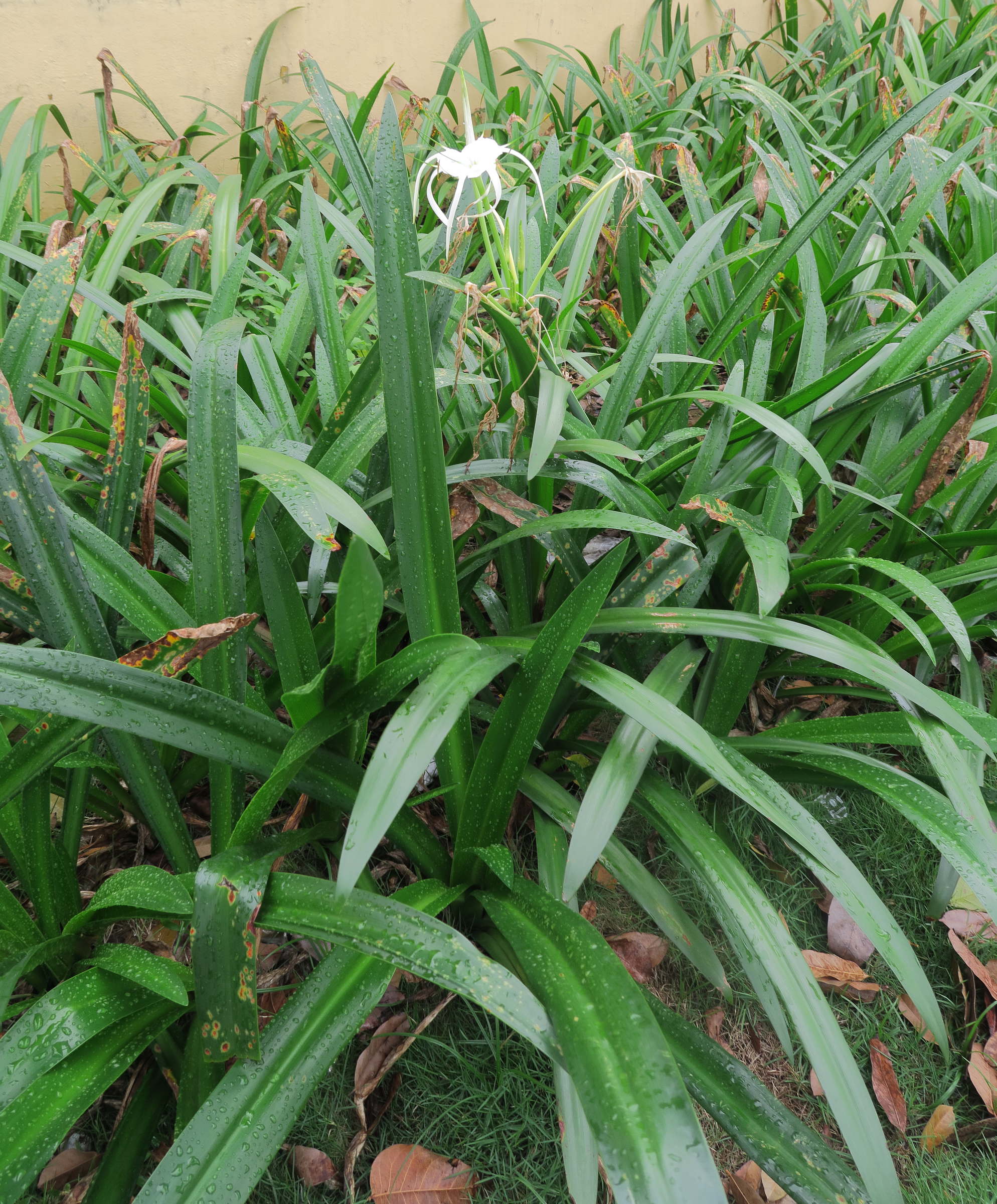 hymenocallis_longipetala1md
