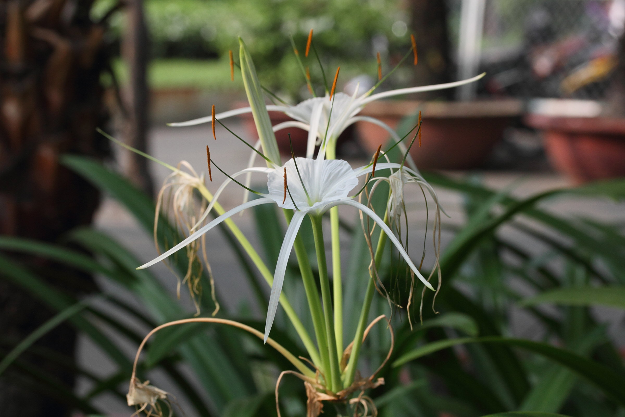 hymenocallis_longipetala2md