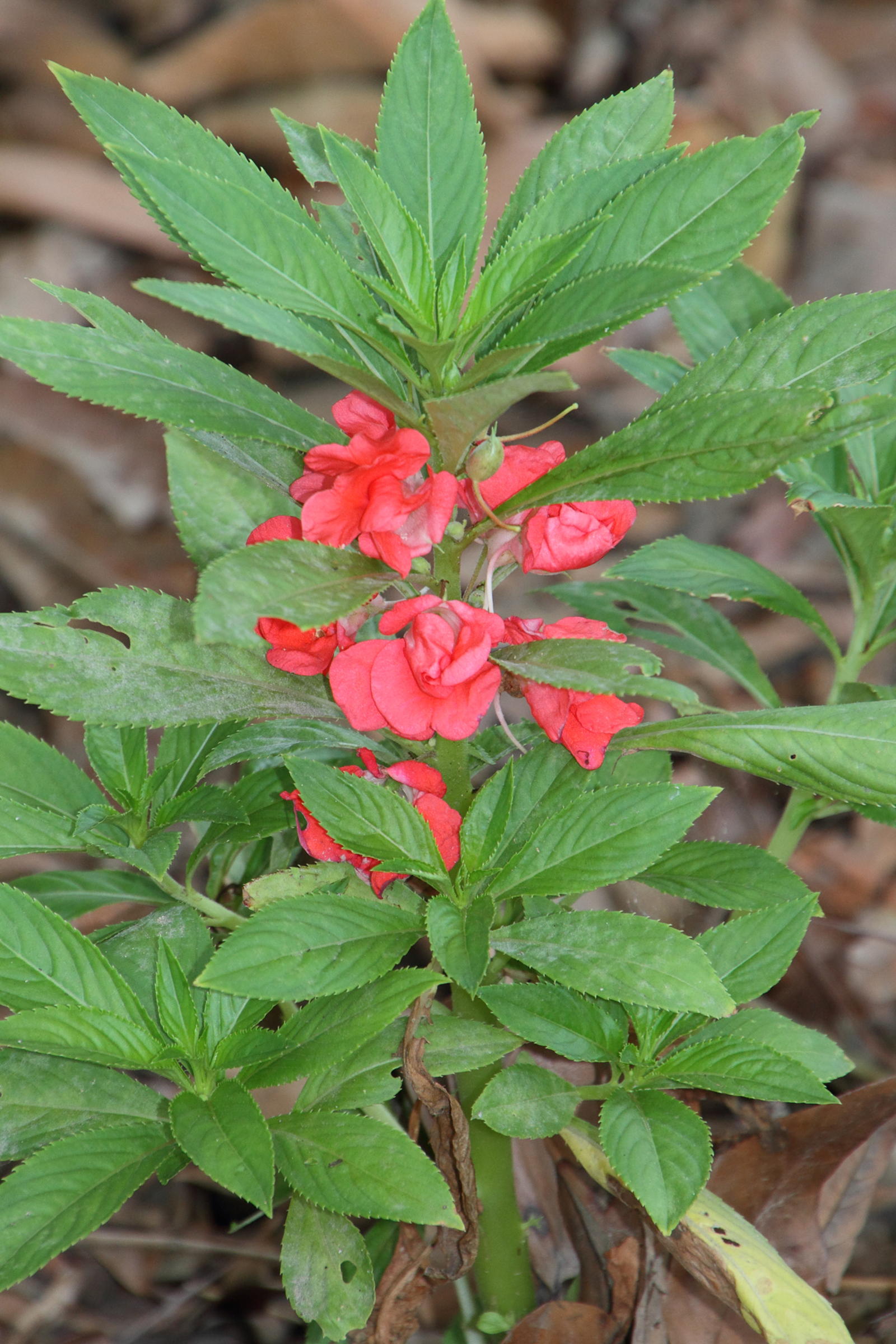 Afficher le média impatiens_balsamina3md impatiens_balsamina3md
