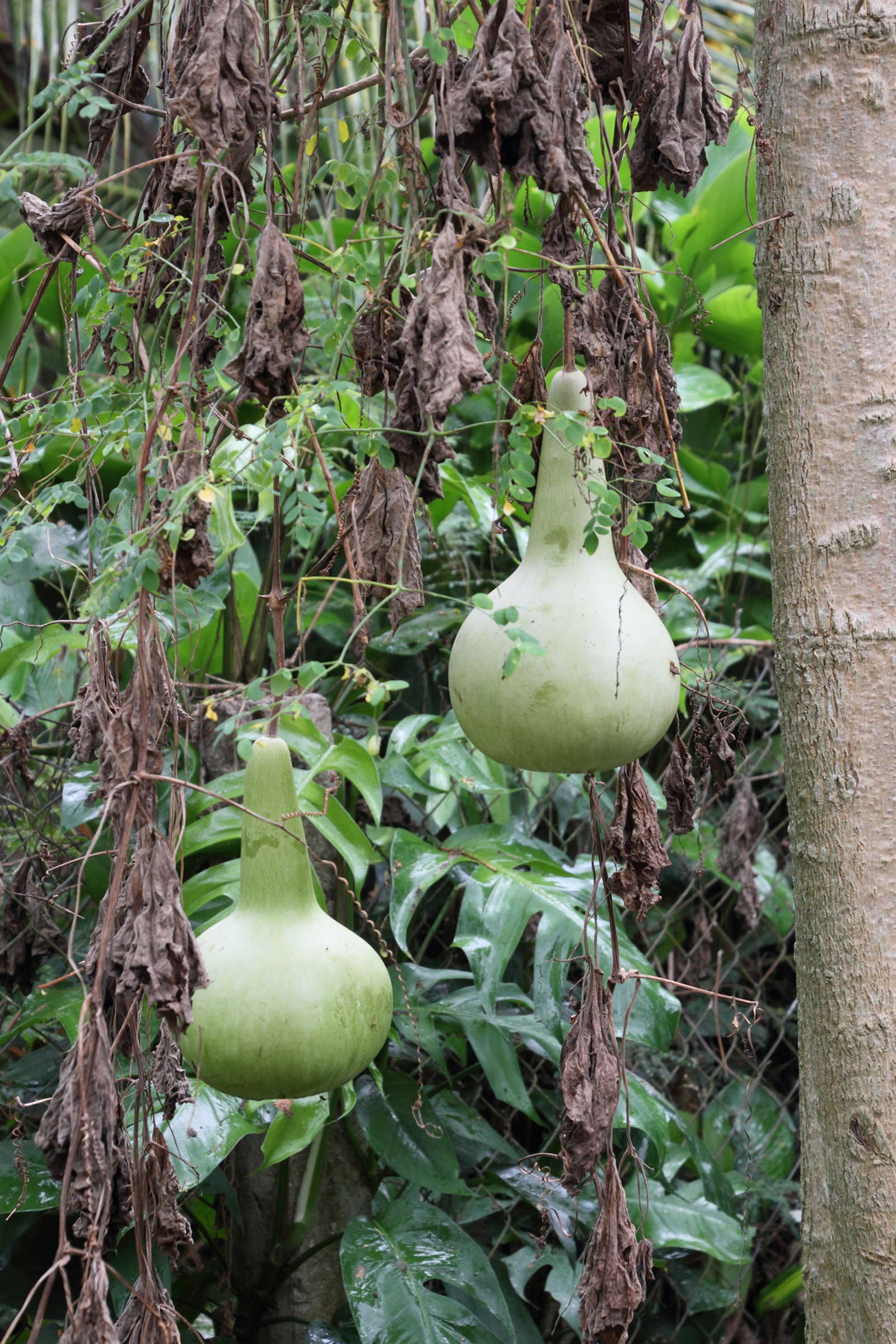 lagenaria_siceraria2md