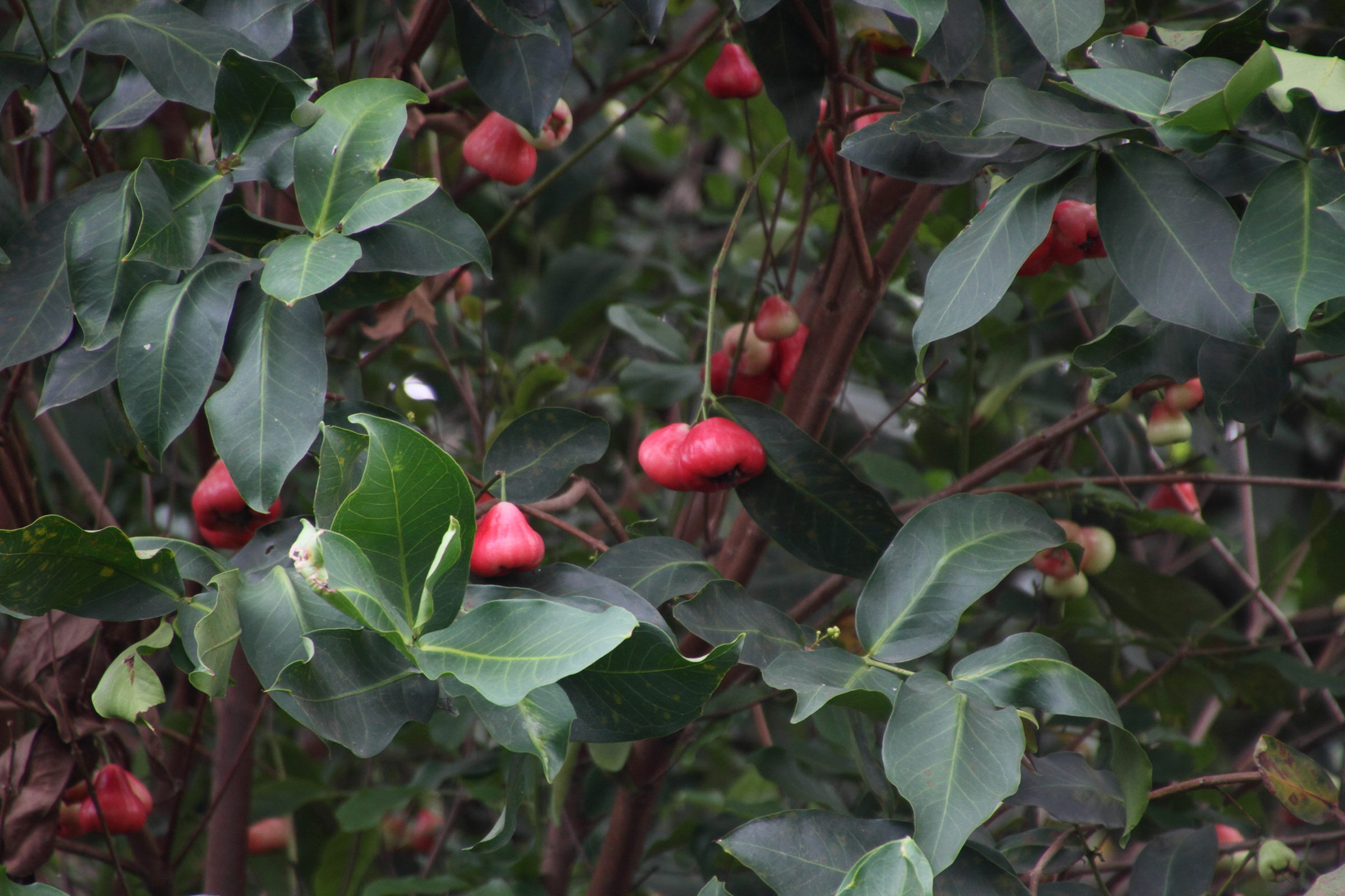 syzygium_samarangense6md