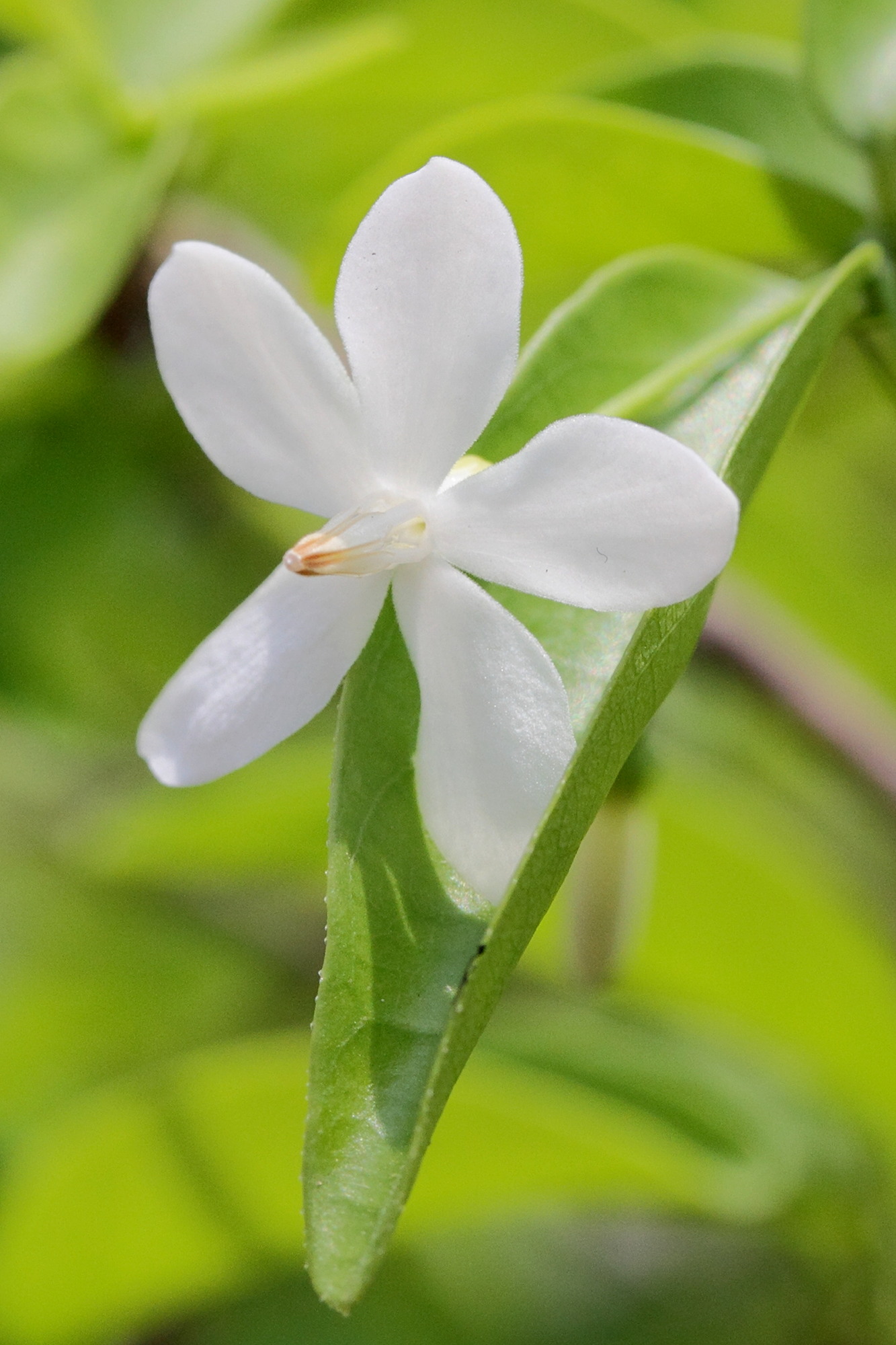 wrightia_religiosa4md