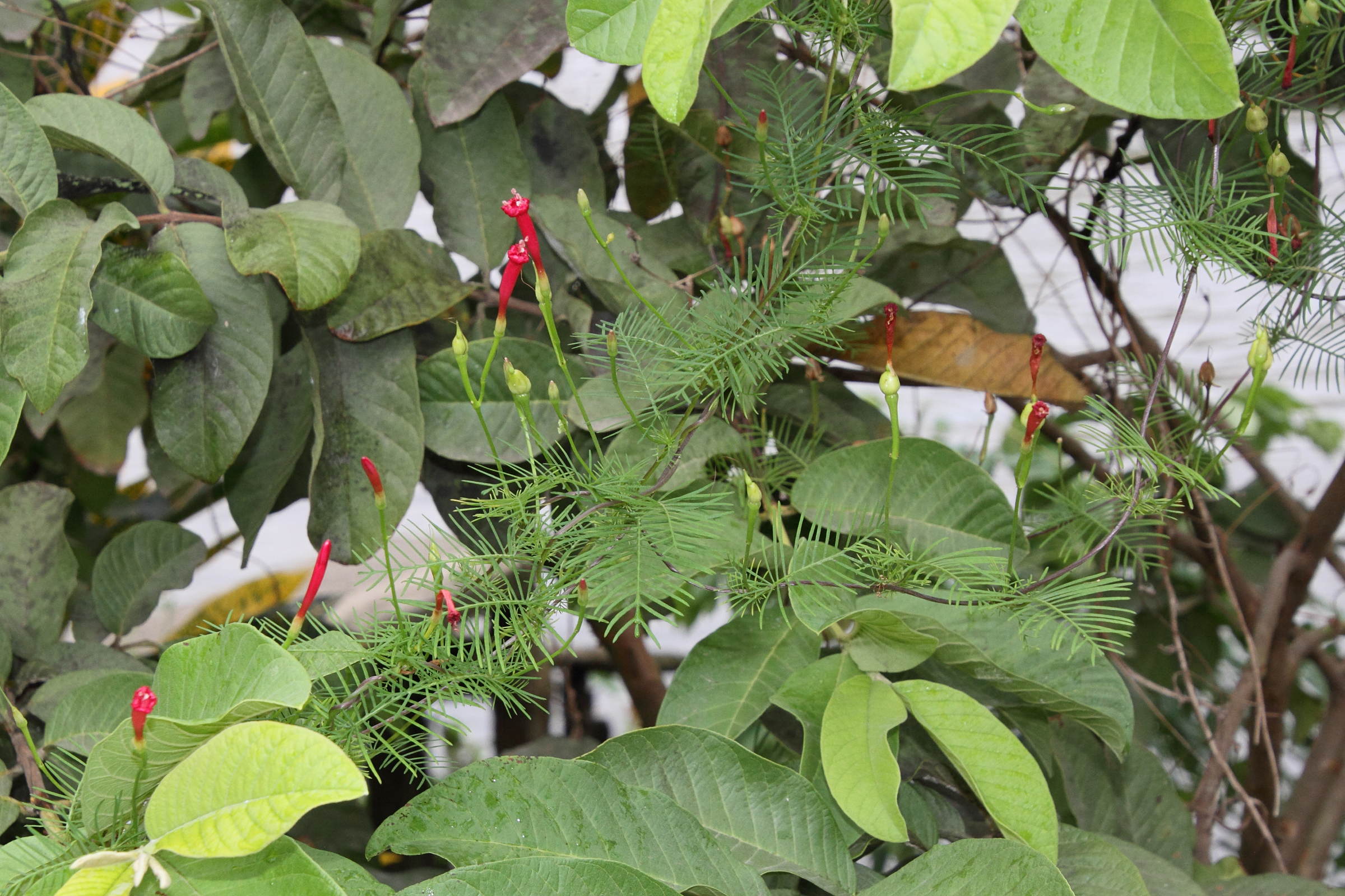 ipomoea_quamoclit4md