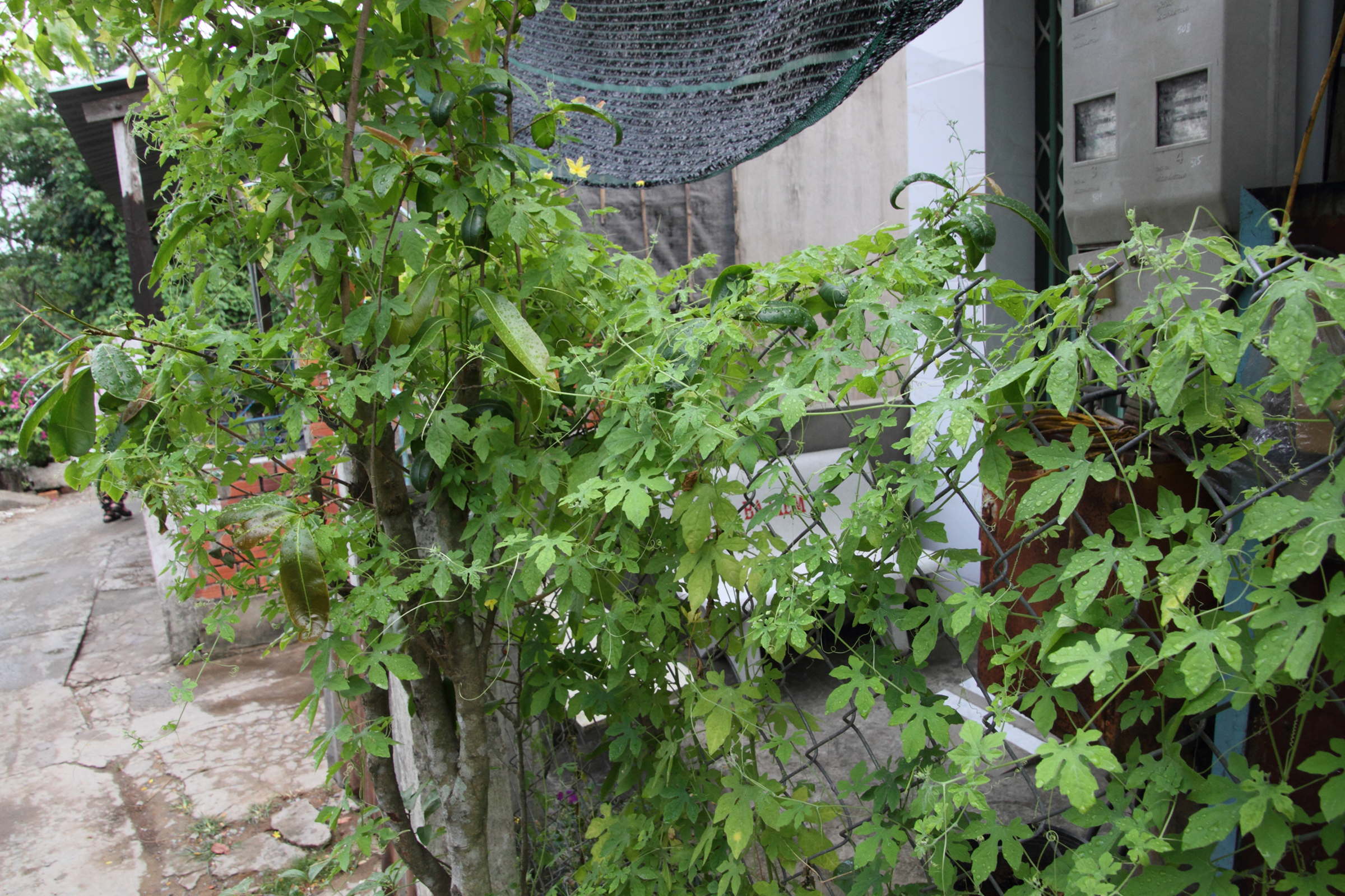 Afficher le média momordica_charantia13mdjpg momordica_charantia13mdjpg