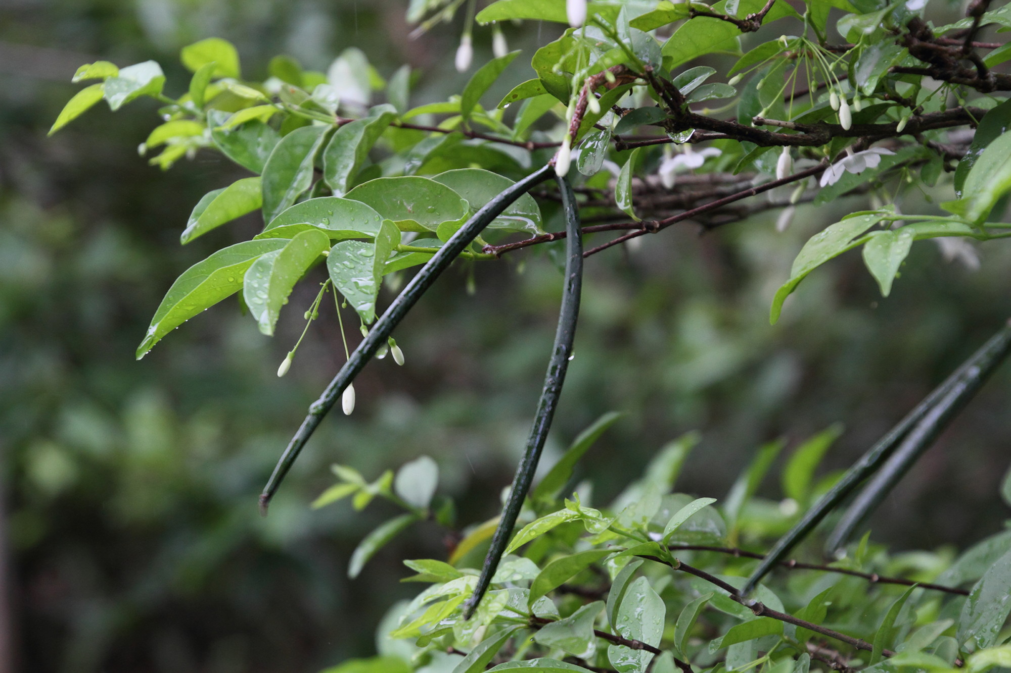 wrightia_religiosa5md