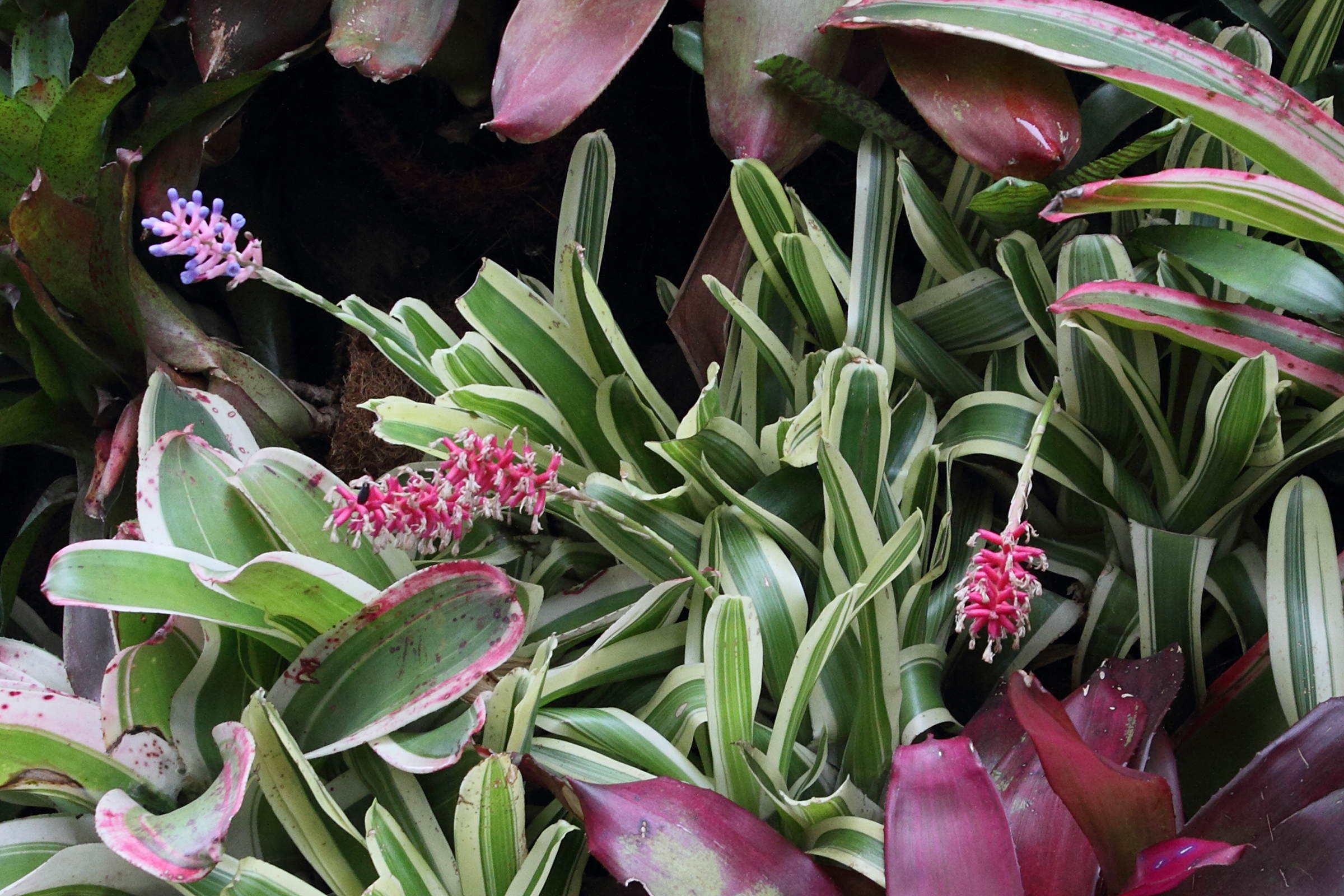 aechmea_gamosepala1md