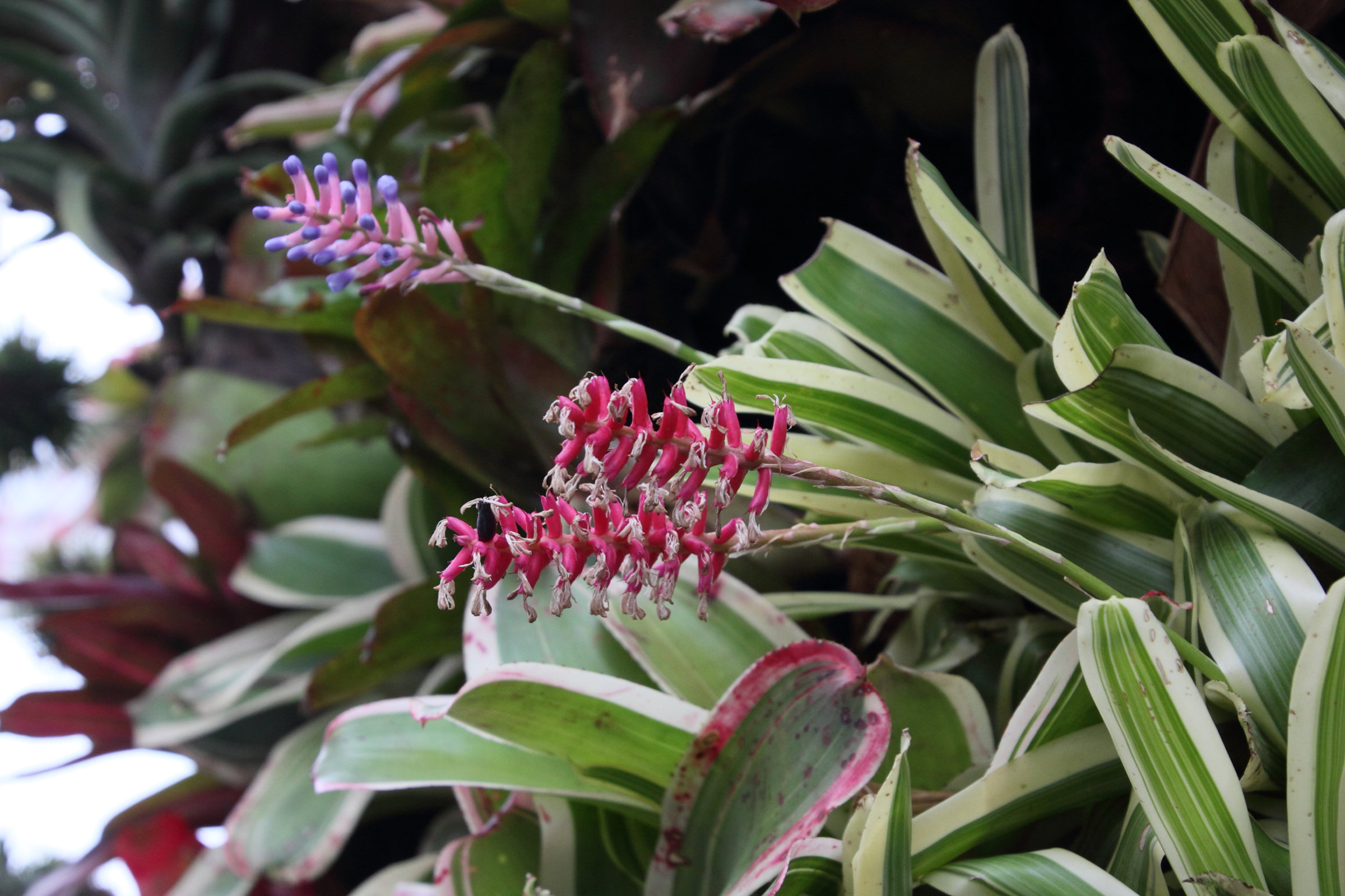 aechmea_gamosepala2md