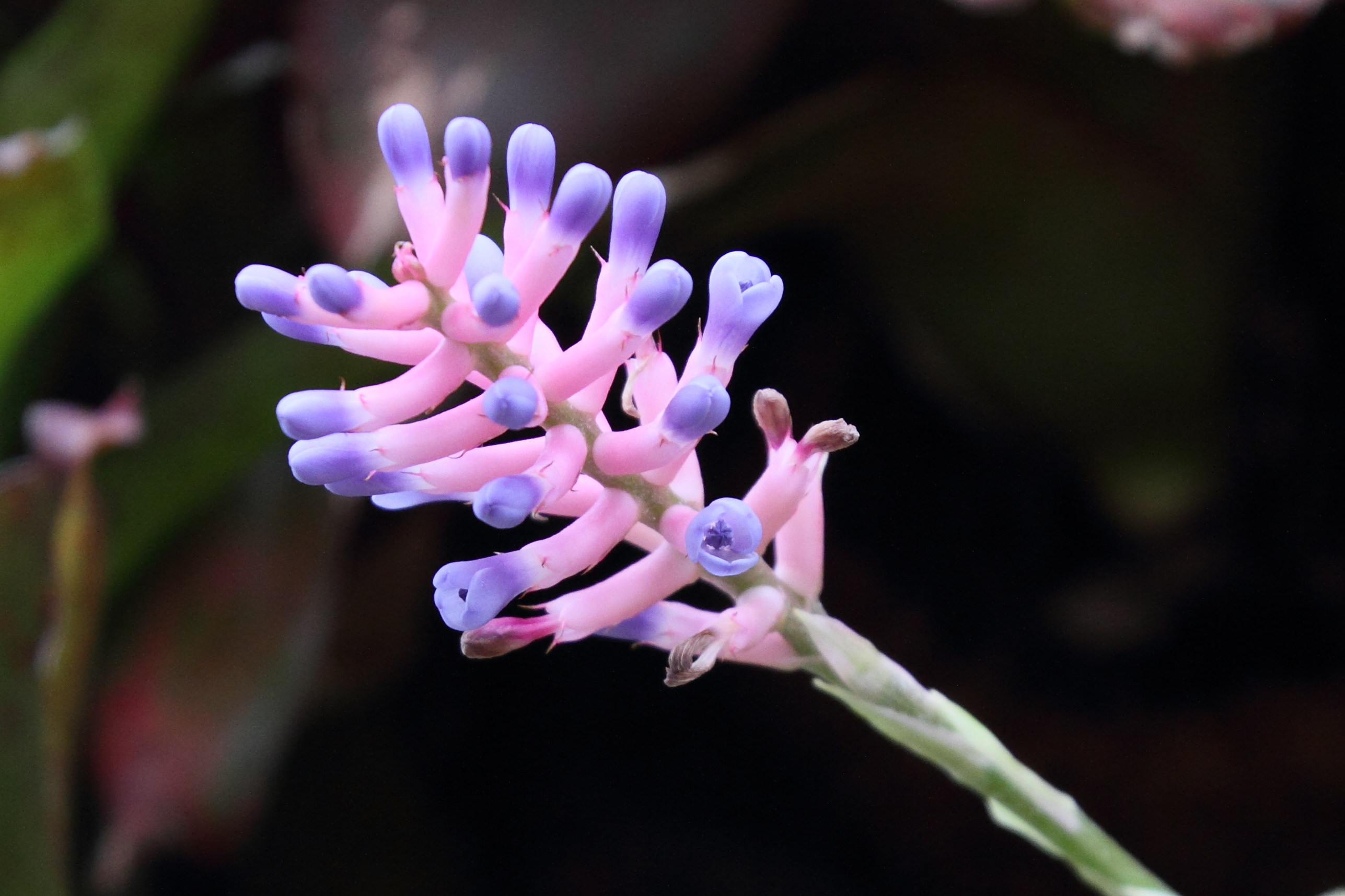aechmea_gamosepala3md