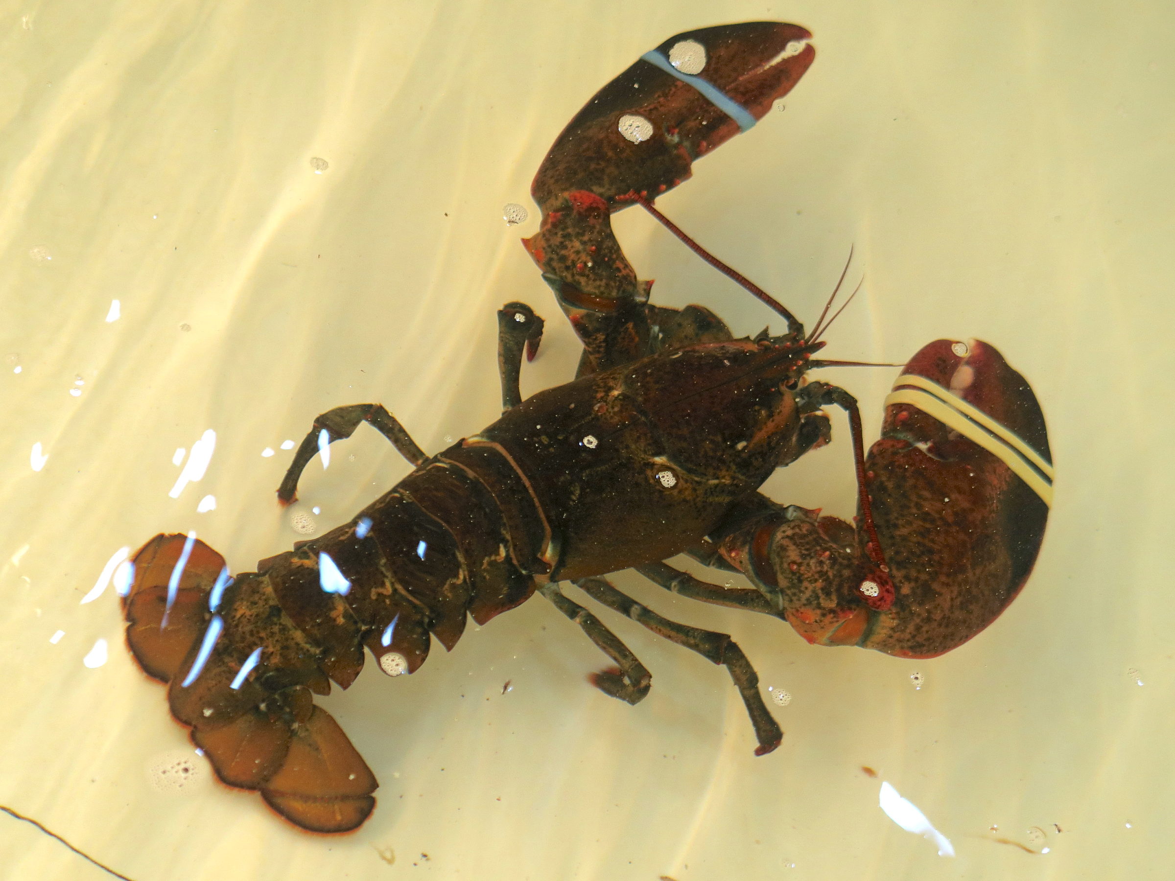 Afficher le média homarus_americanus1md homarus_americanus1md