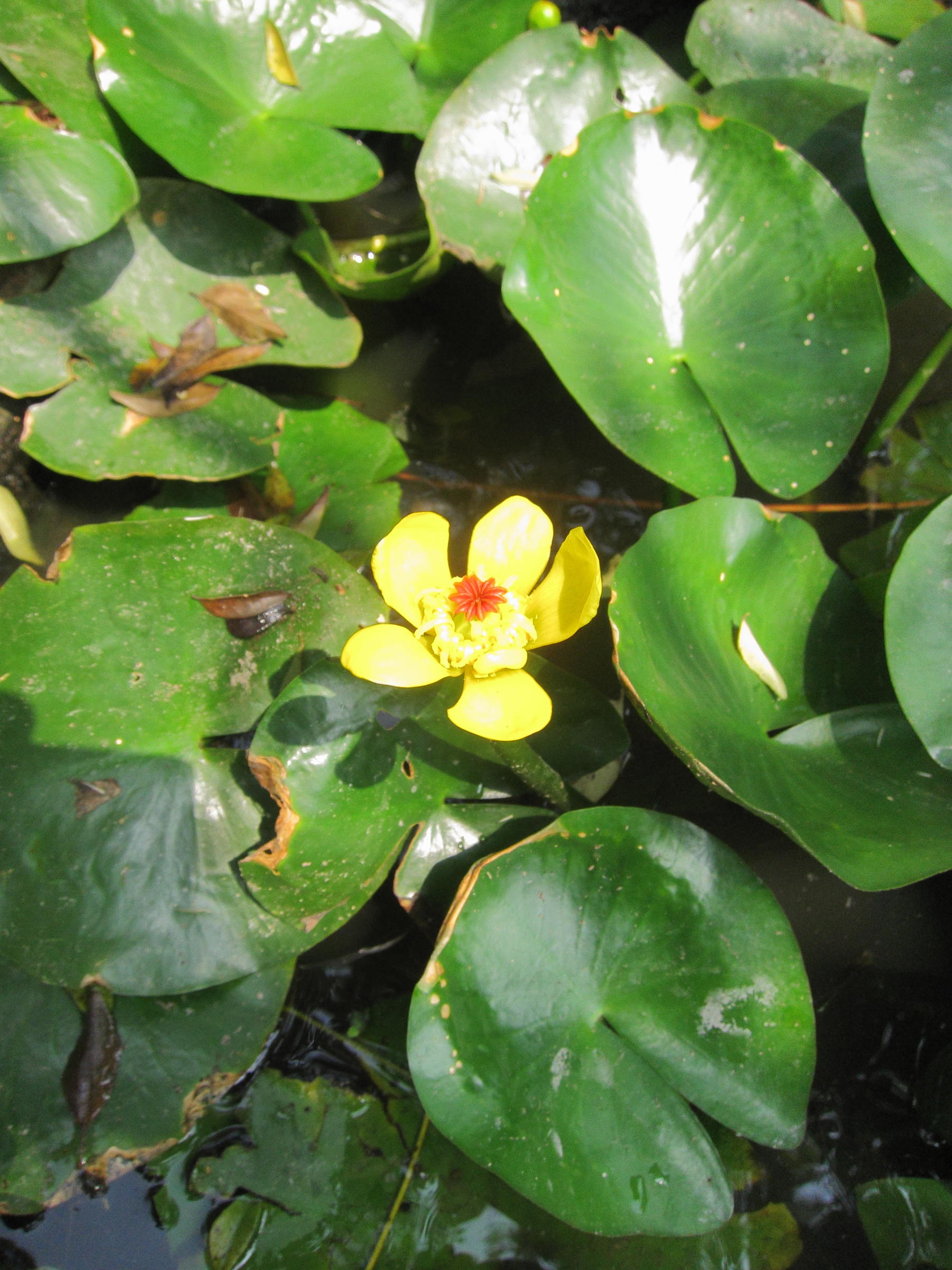 nuphar_x_rubrodisca1bd