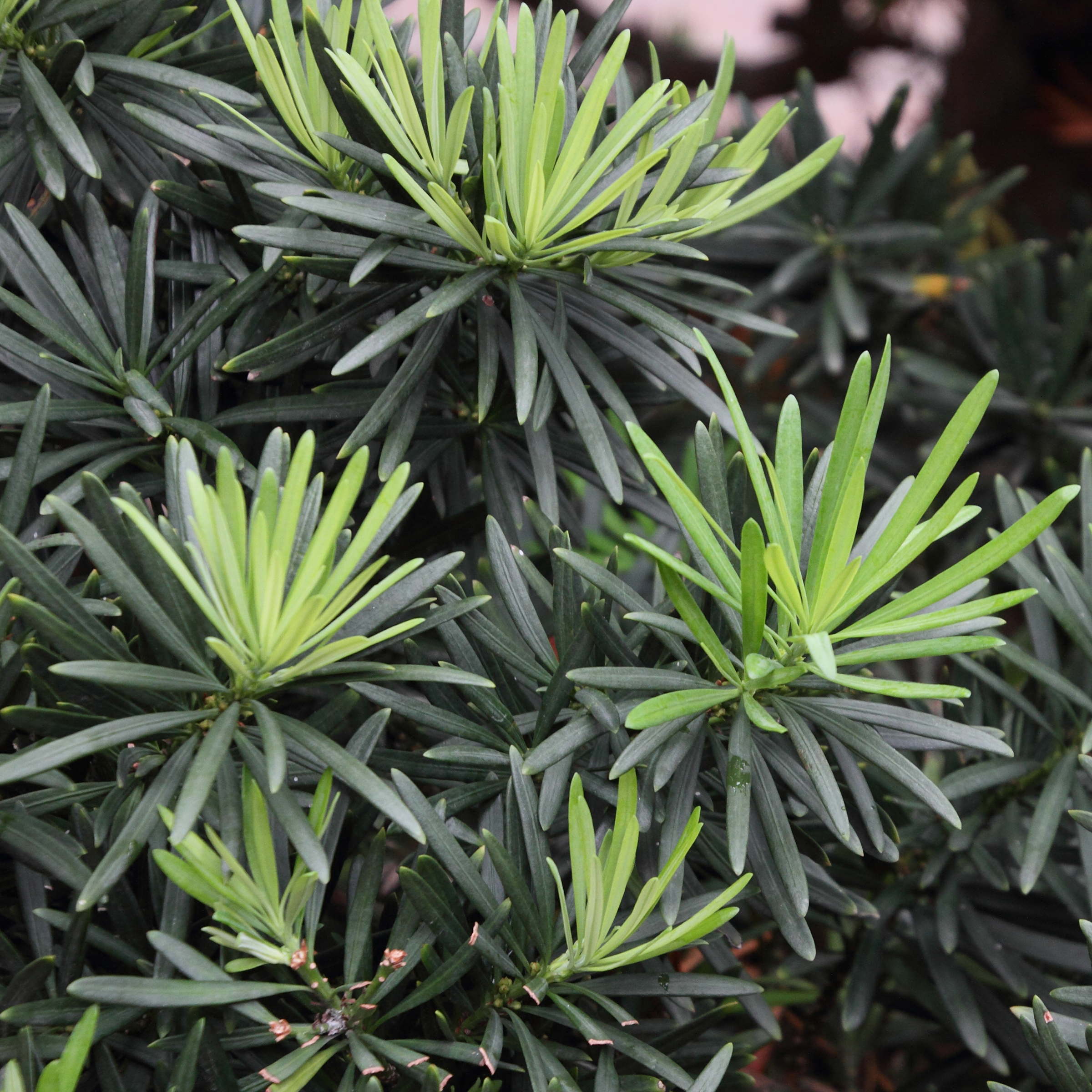 Afficher le média podocarpus_macrophyllus3md podocarpus_macrophyllus3md