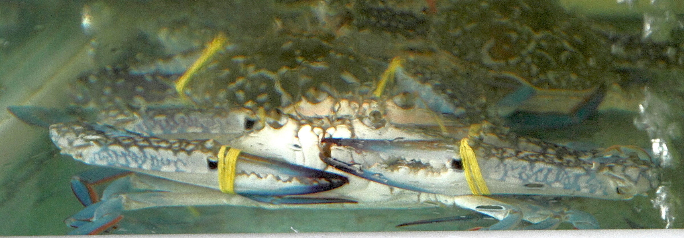 portunus_pelagicus2md