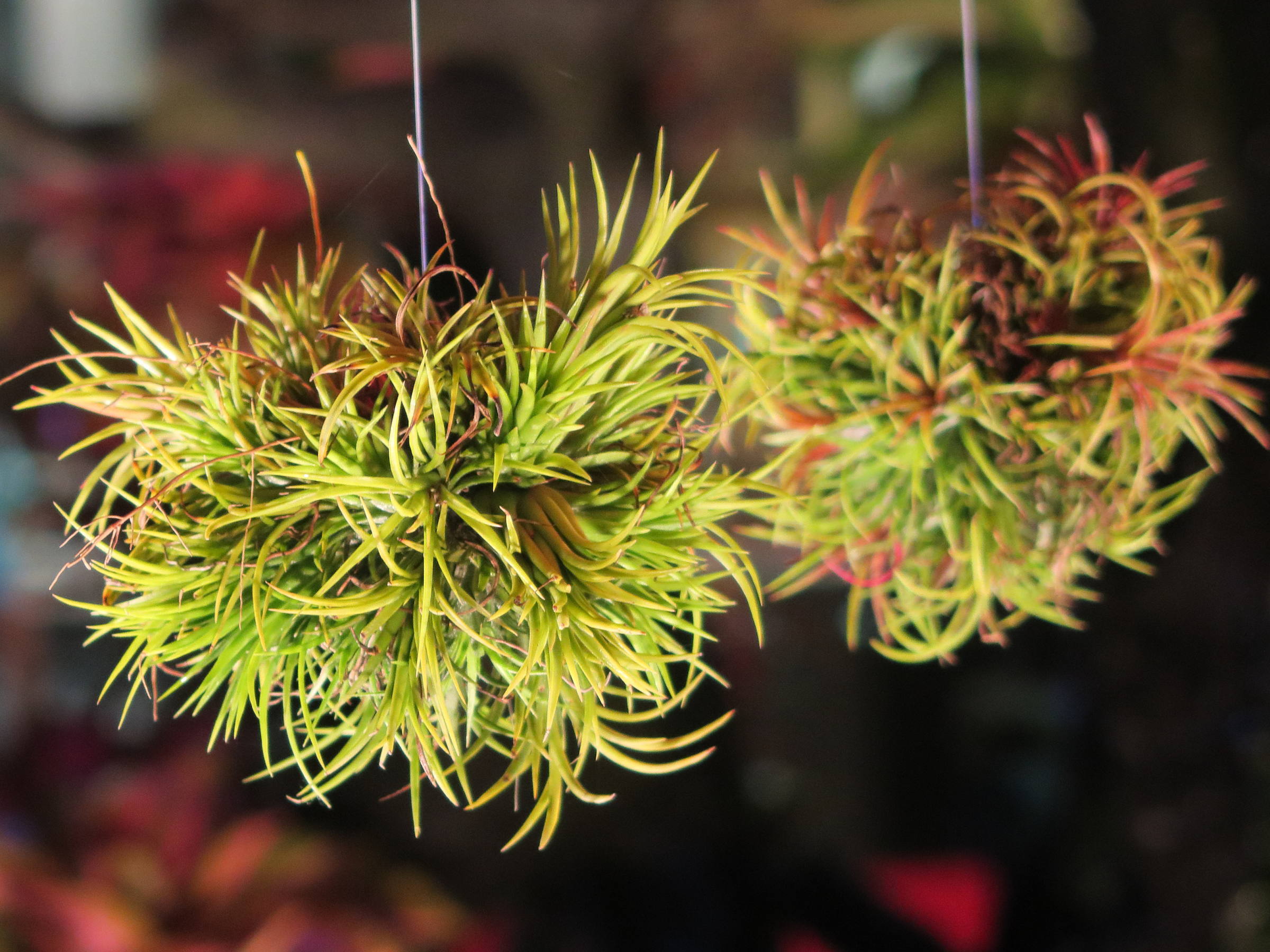 Afficher le média tillandsia_ionantha1md tillandsia_ionantha1md