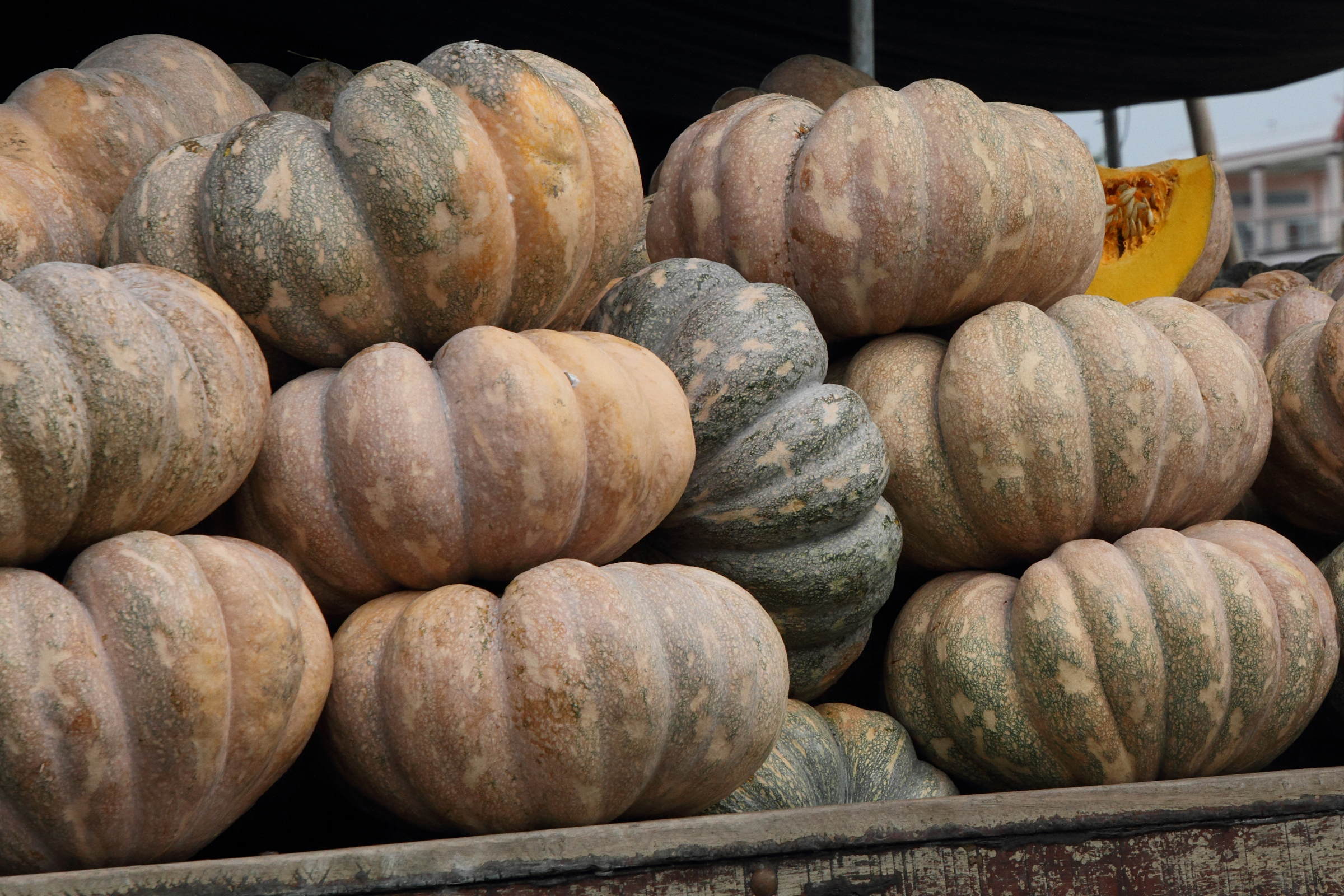 cucurbita_moschata1md