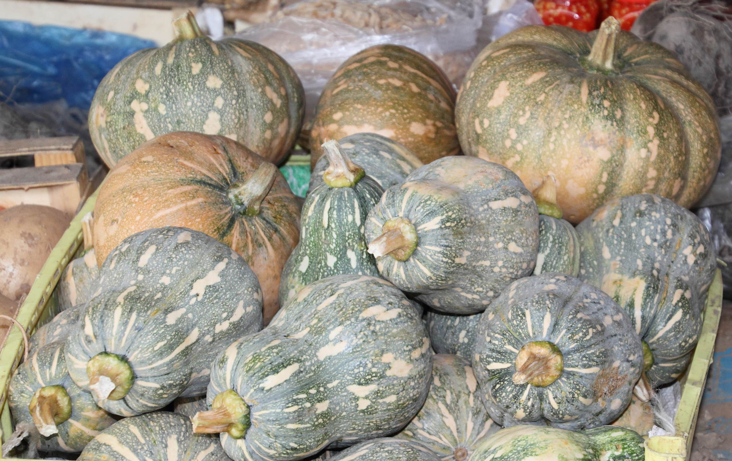 cucurbita_moschata2md