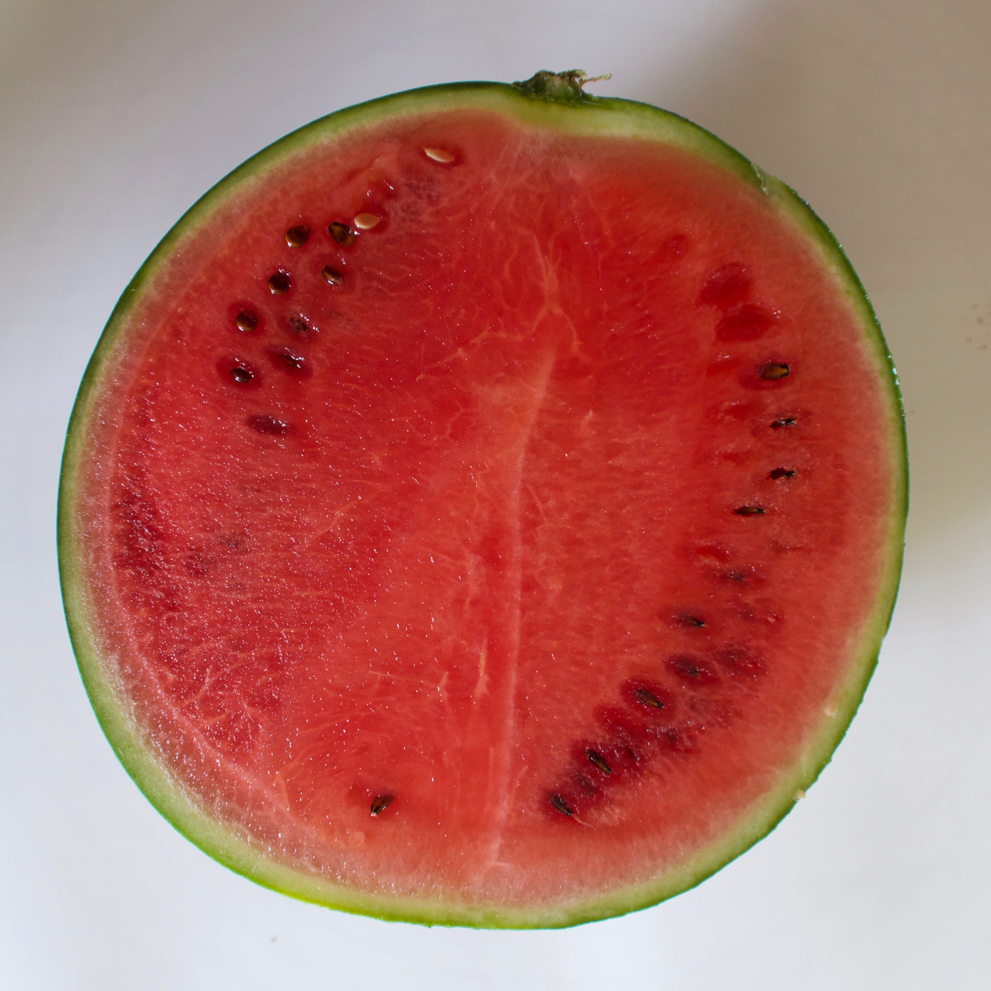 Afficher le média citrullus_lanatus3md citrullus_lanatus3md