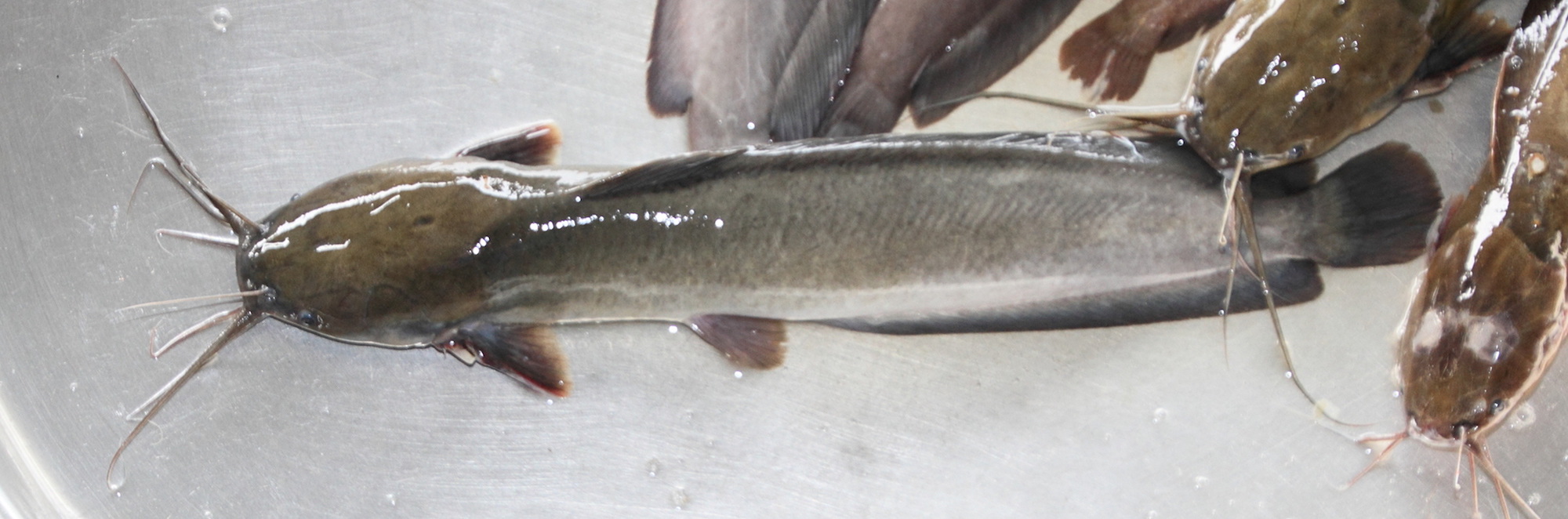 clarias_cf_meladerma1md