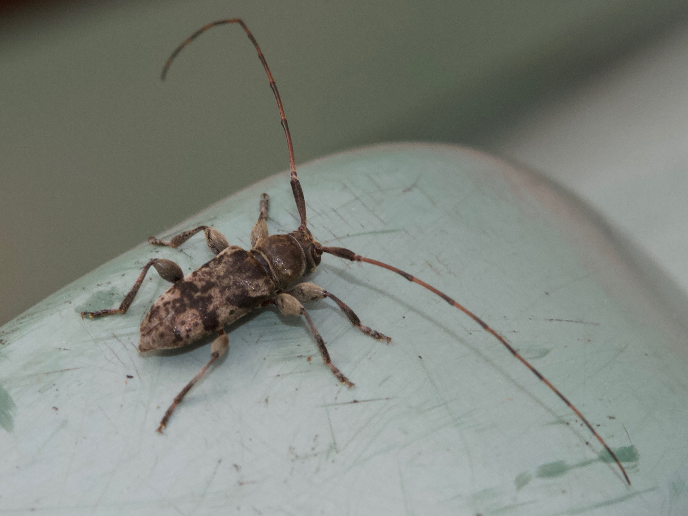 leiopus_nebulosus1md