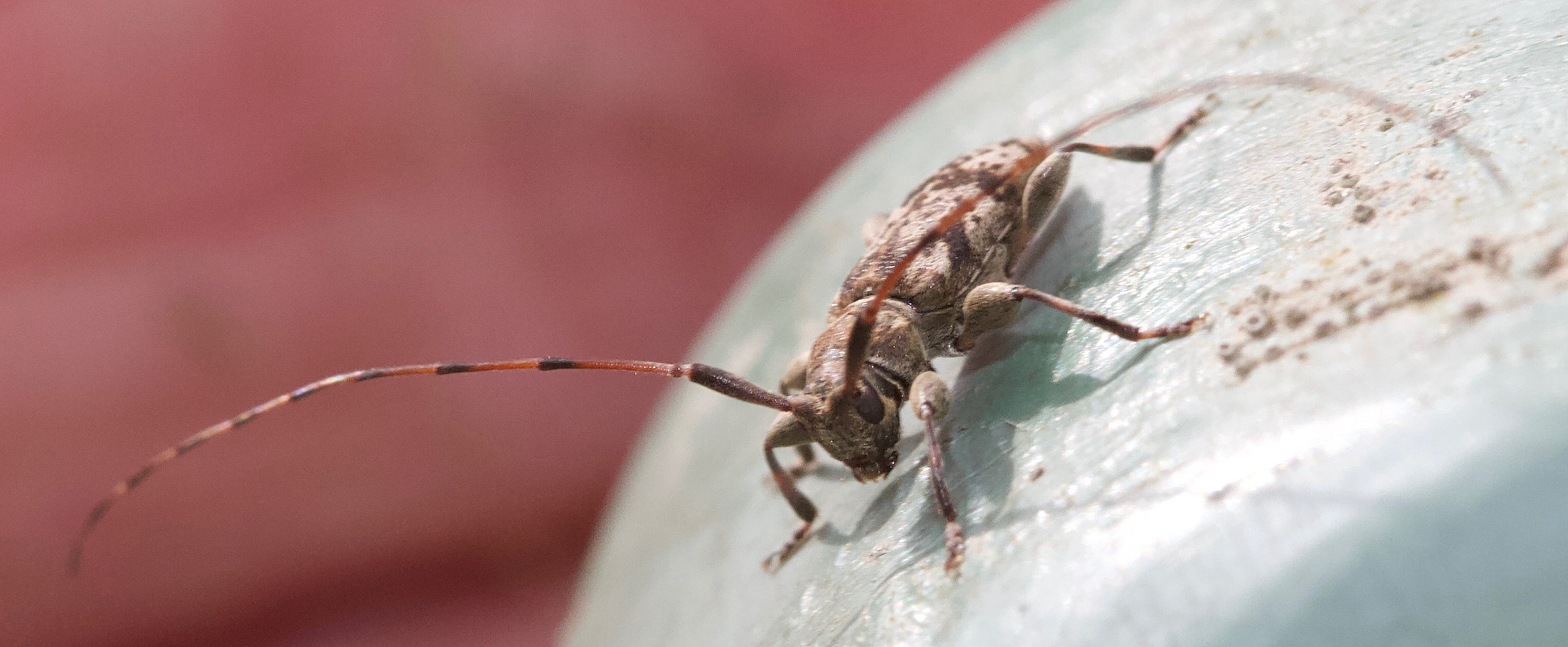 leiopus_nebulosus5md