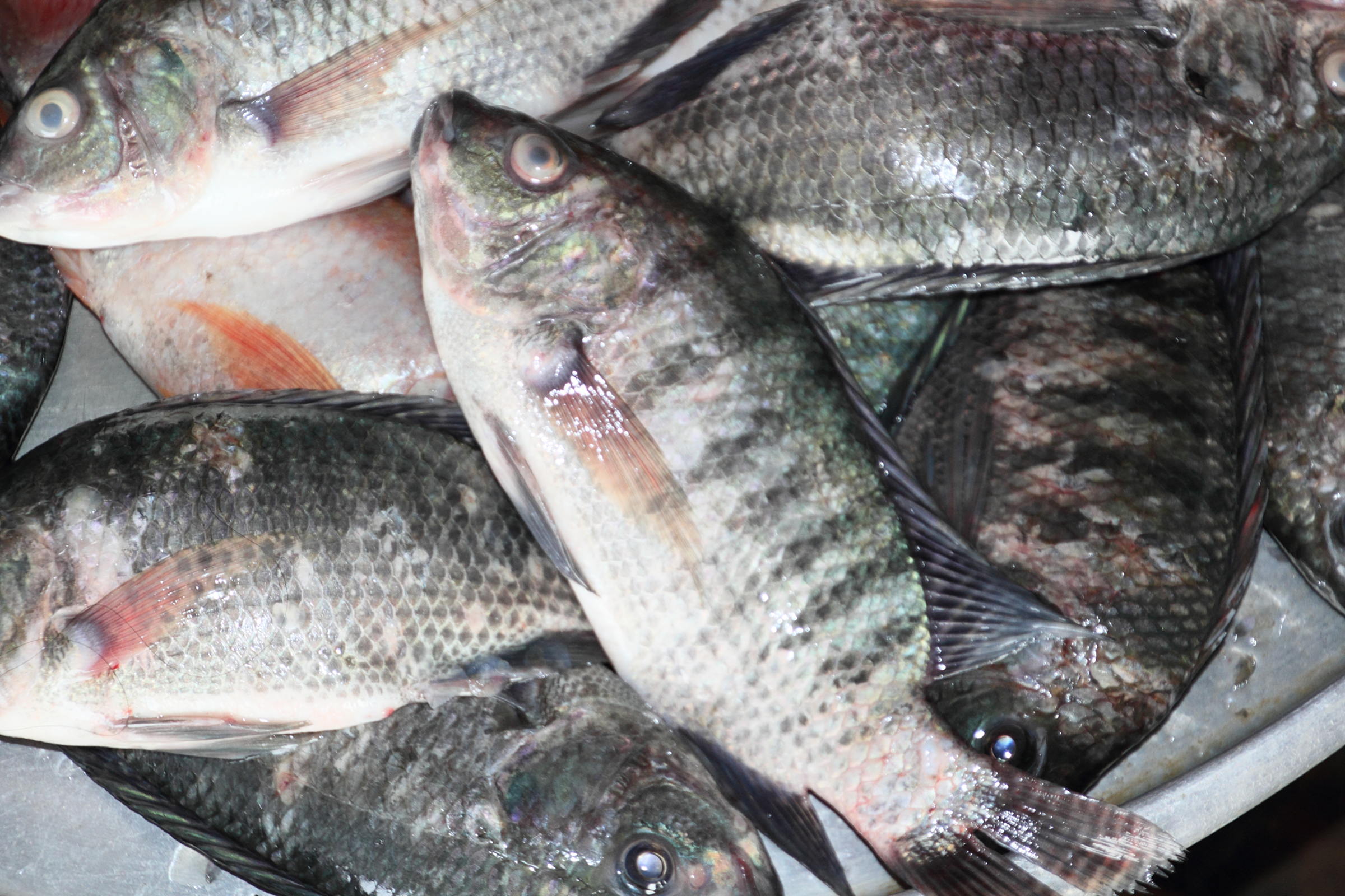 oreochromis_niloticus1md