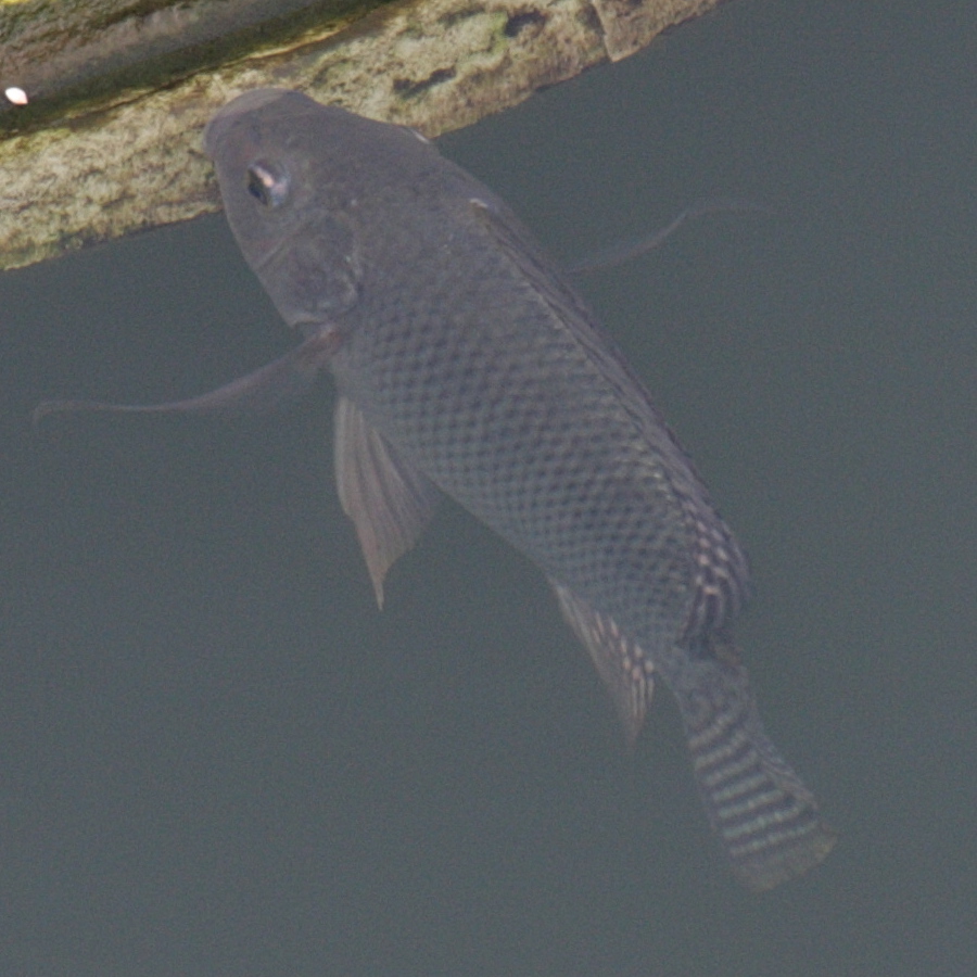 oreochromis_niloticus2bd