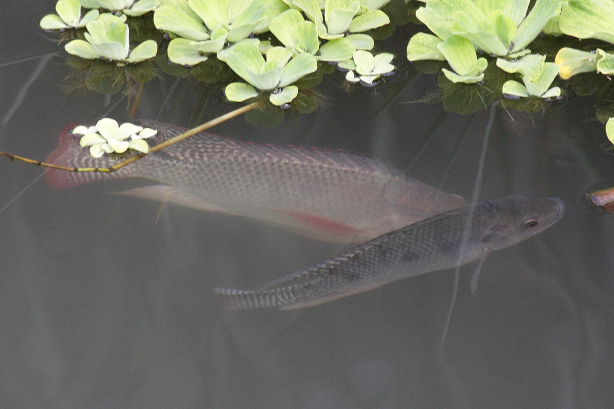 oreochromis_niloticus3bd