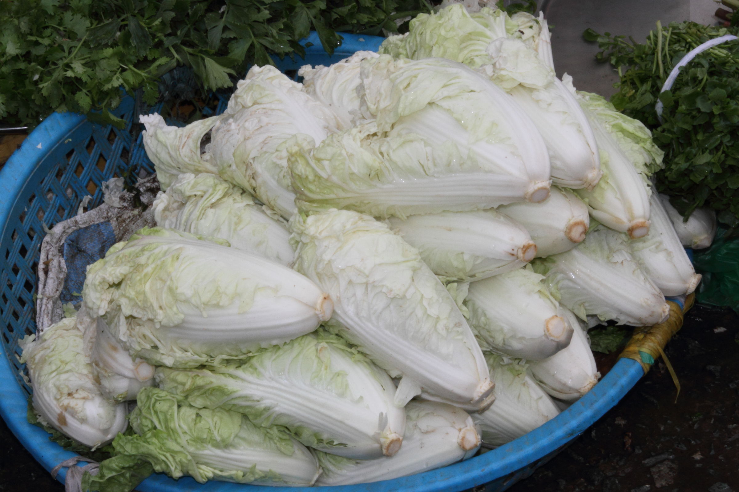 Afficher le média brassica_rapa_pekinensis3md brassica_rapa_pekinensis3md