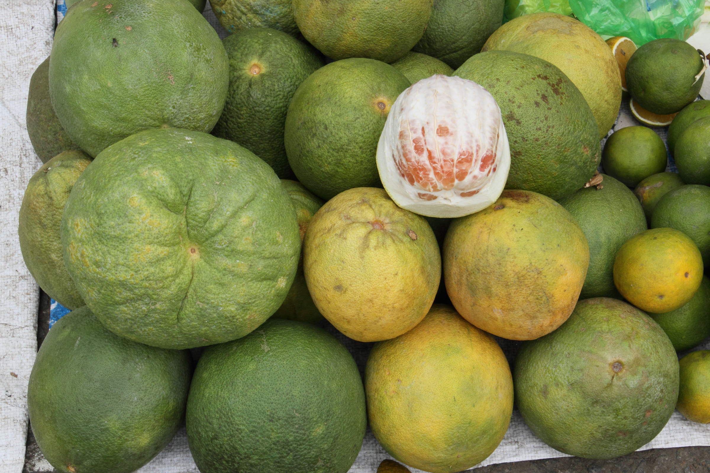 Afficher le média citrus_reticulata_x_sinensis2md citrus_reticulata_x_sinensis2md