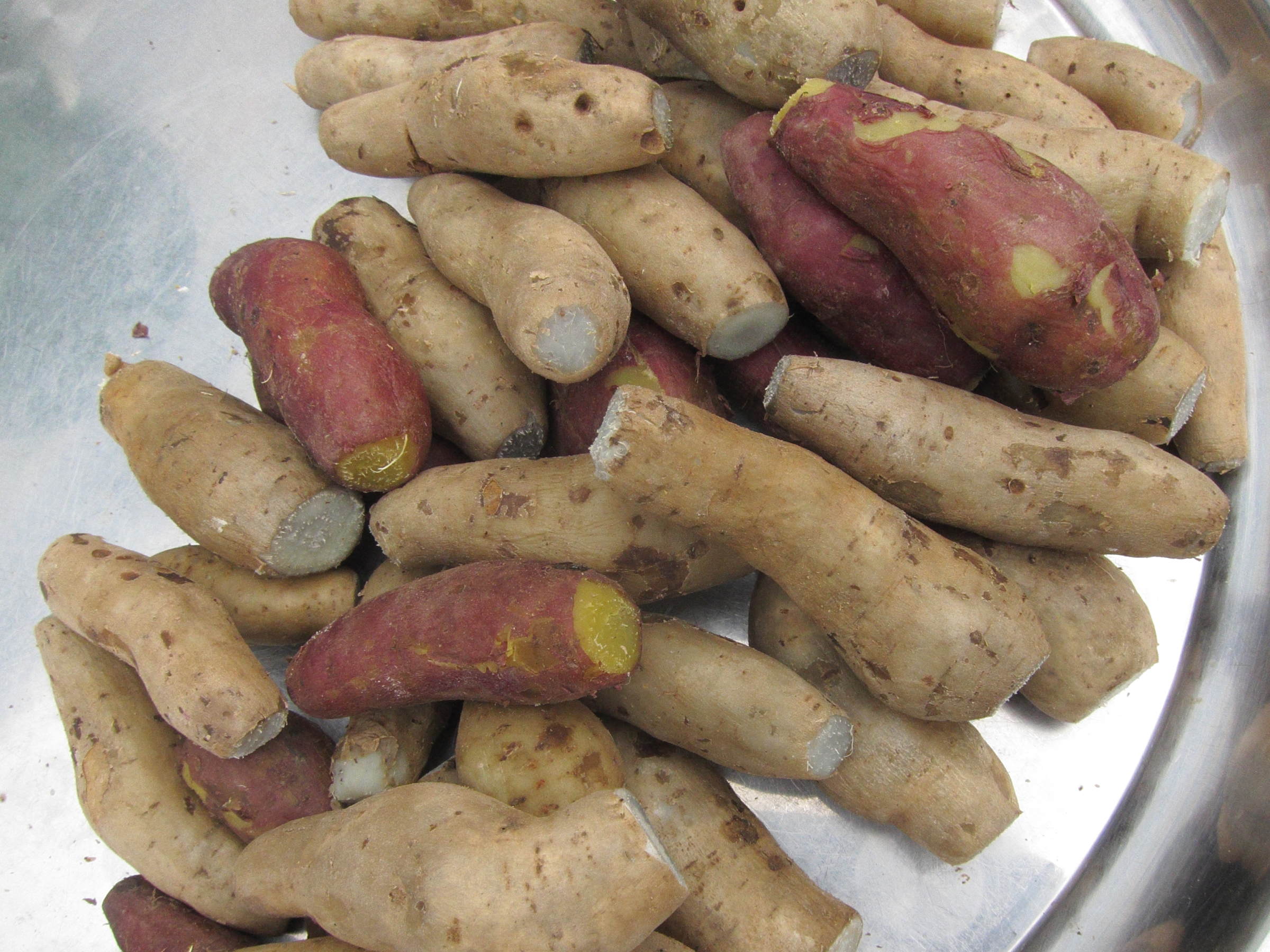 Afficher le média ipomoea_batatas9bd ipomoea_batatas9bd