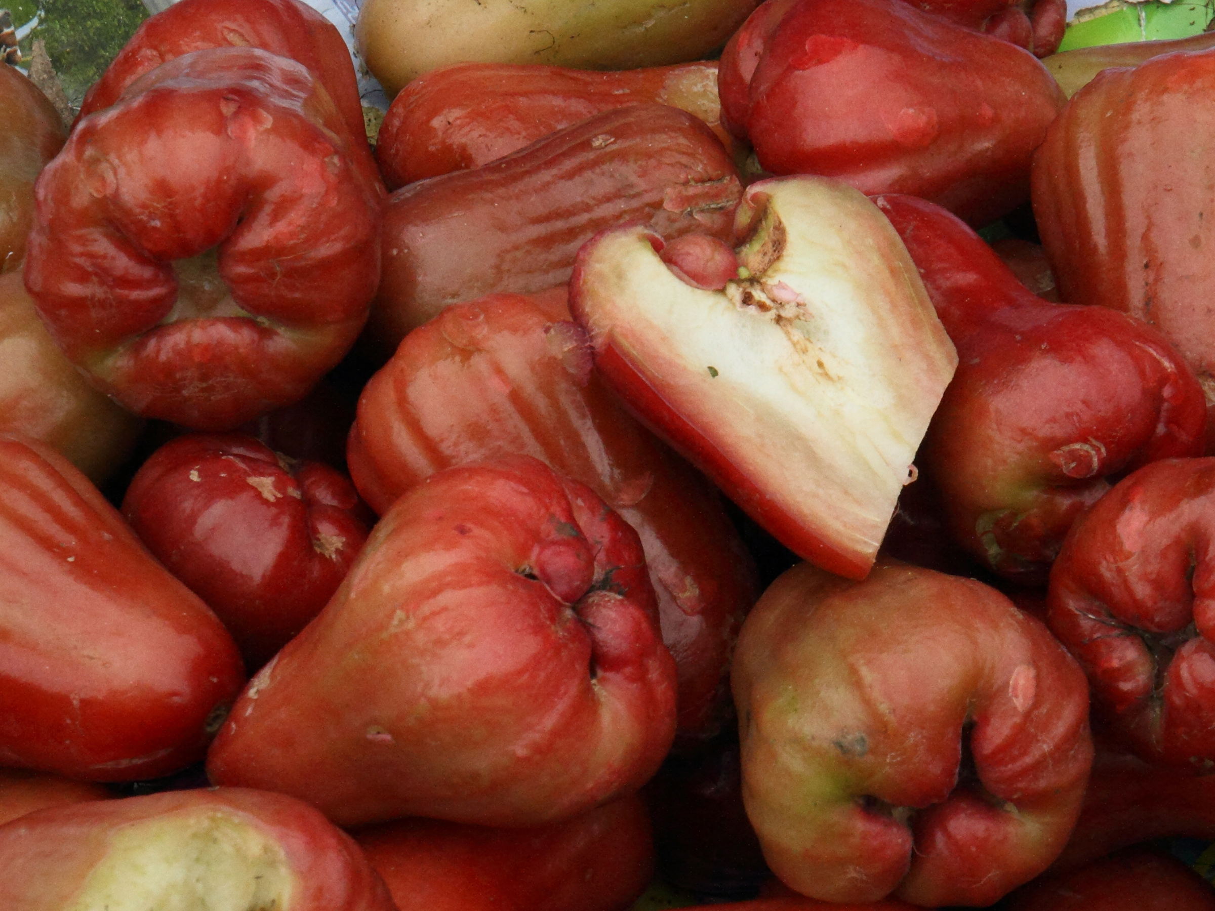 syzygium_samarangense7md