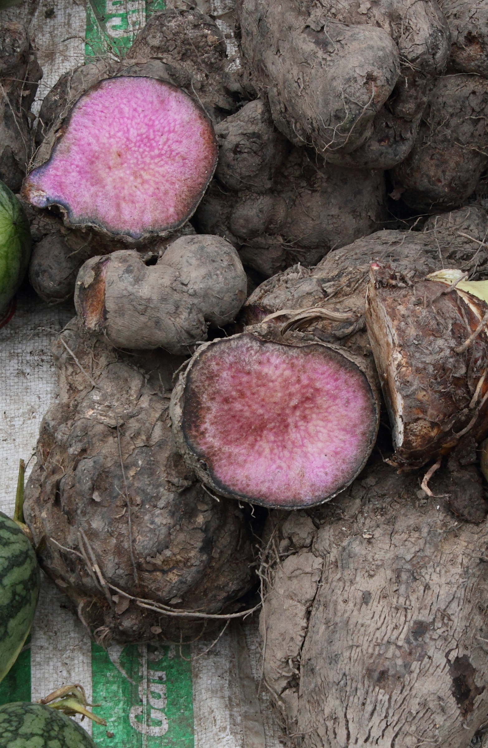 Afficher le média dioscorea_alata2md dioscorea_alata2md