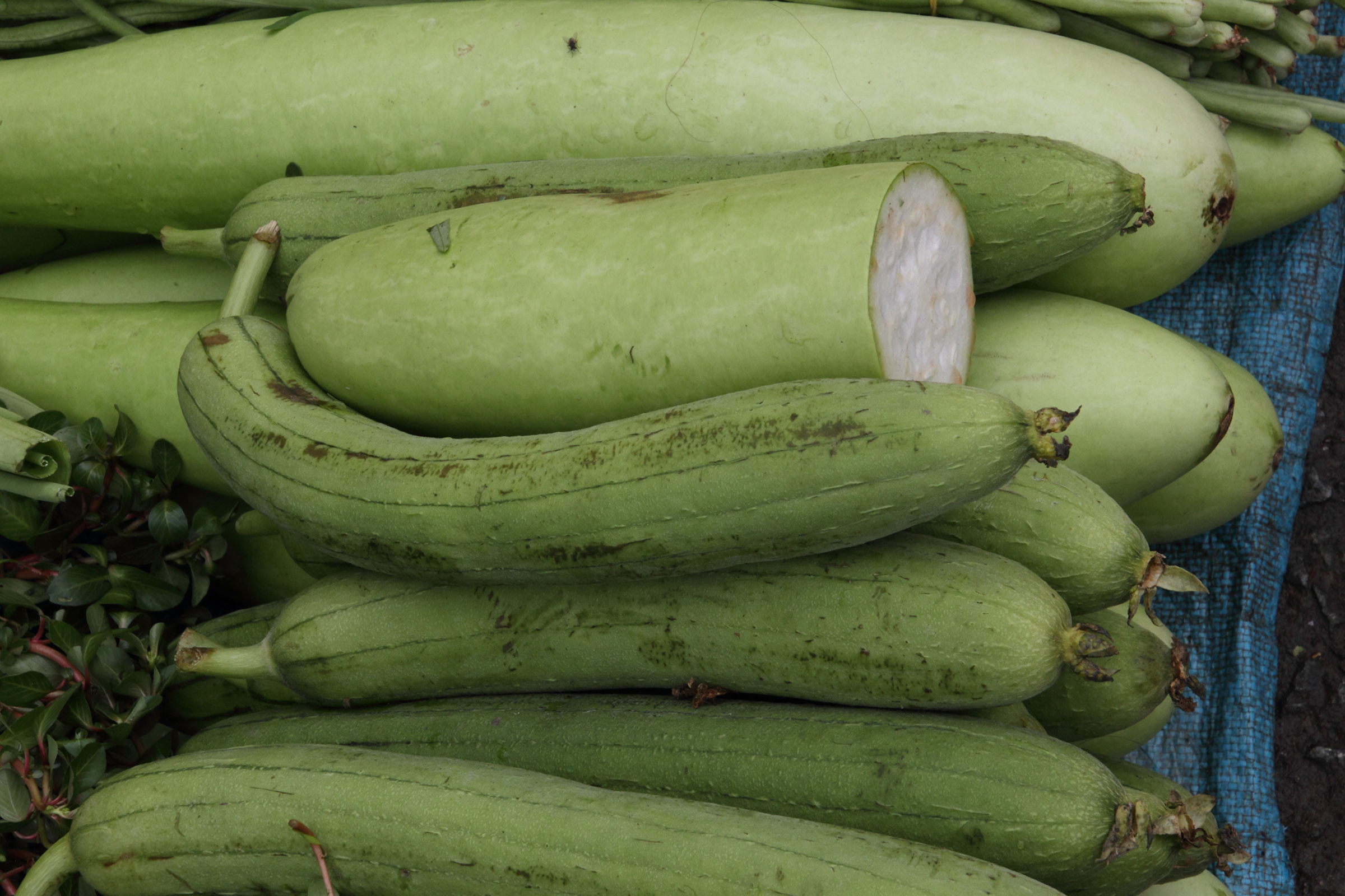 Afficher le média luffa_aegyptiaca1md luffa_aegyptiaca1md