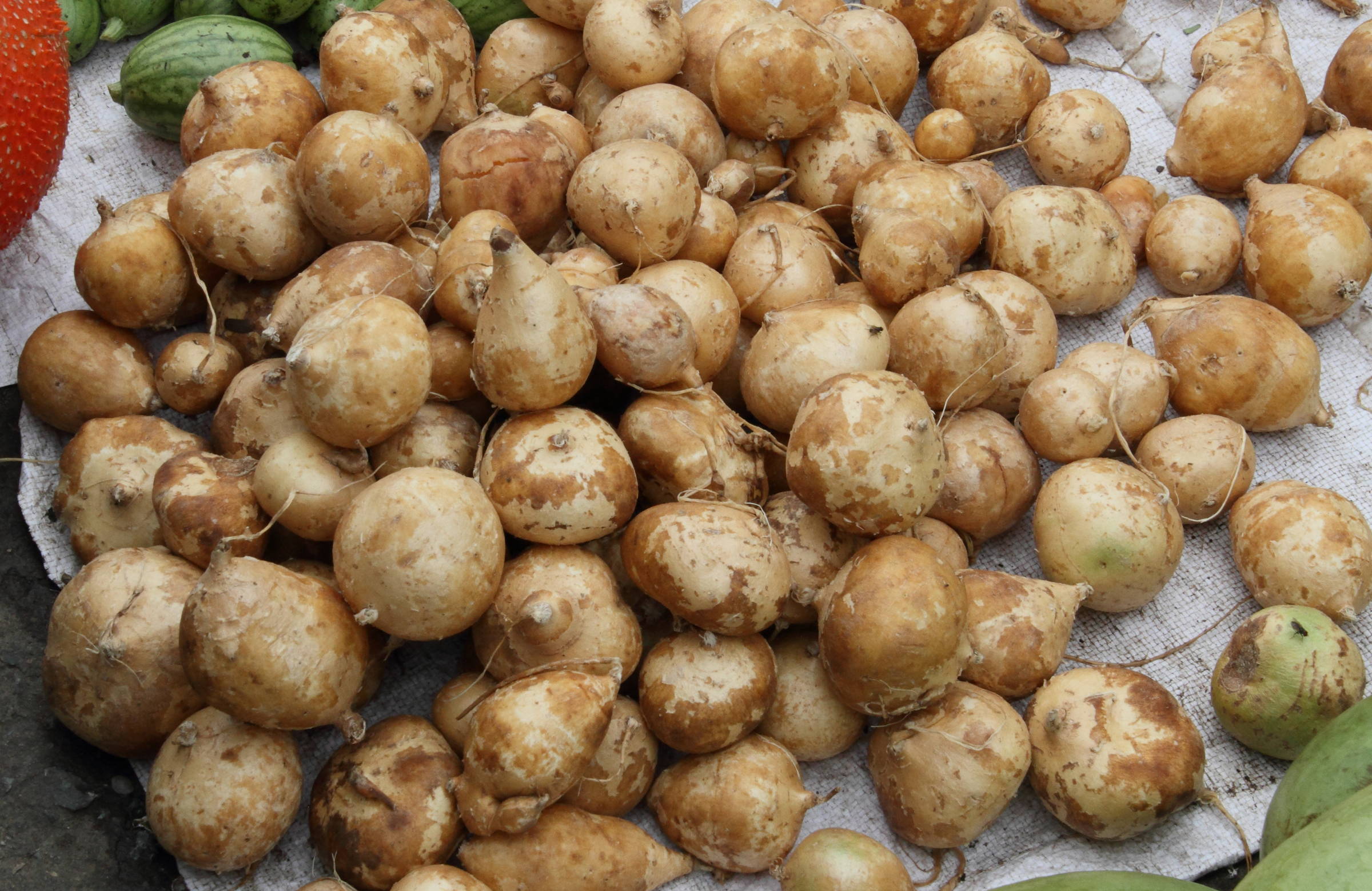 pachyrhizus_erosus1md