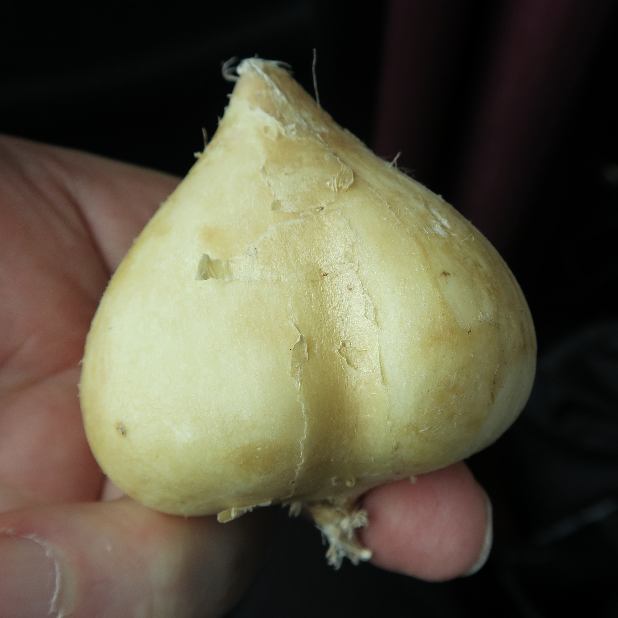 pachyrhizus_erosus2md